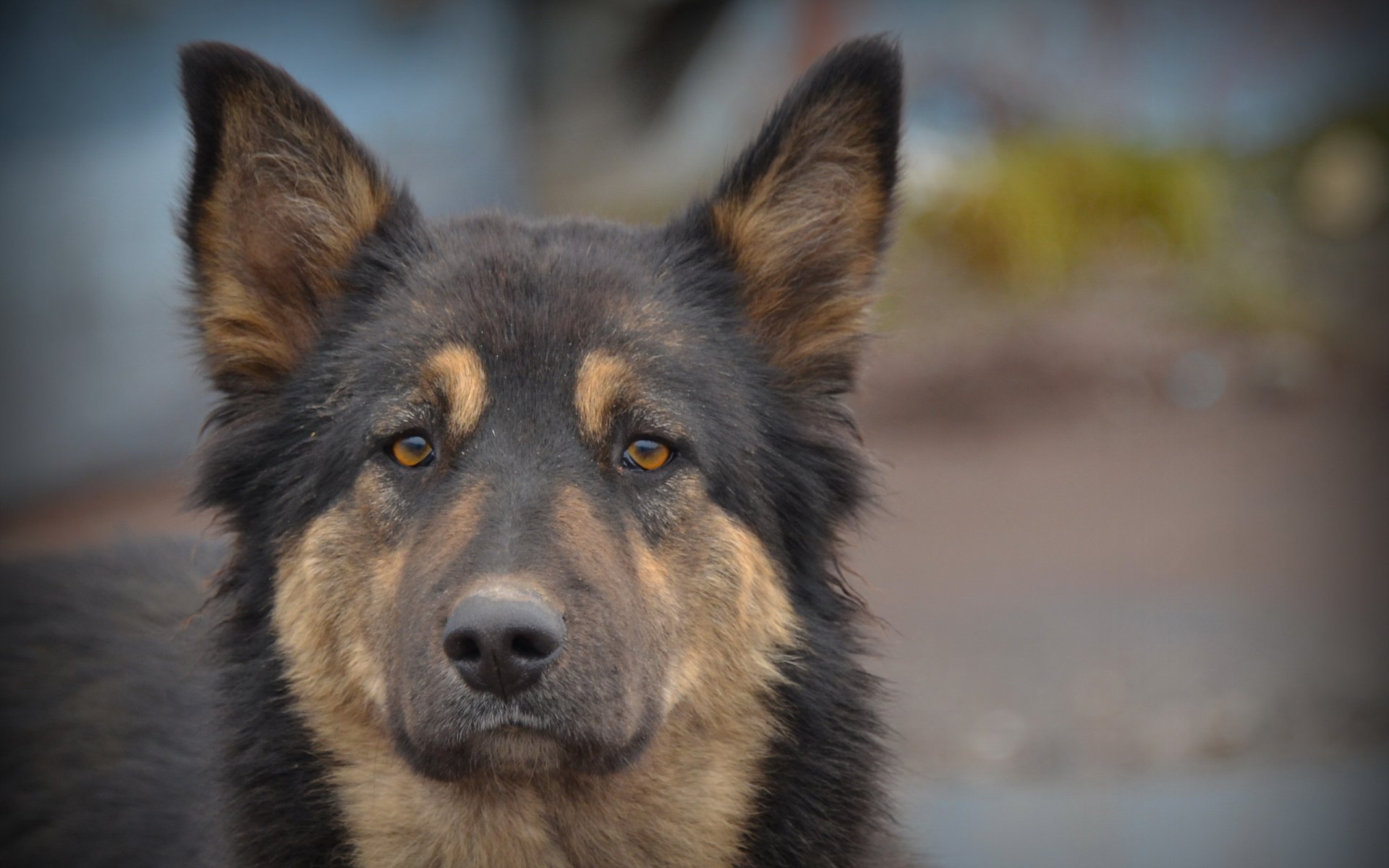 chien regard ami