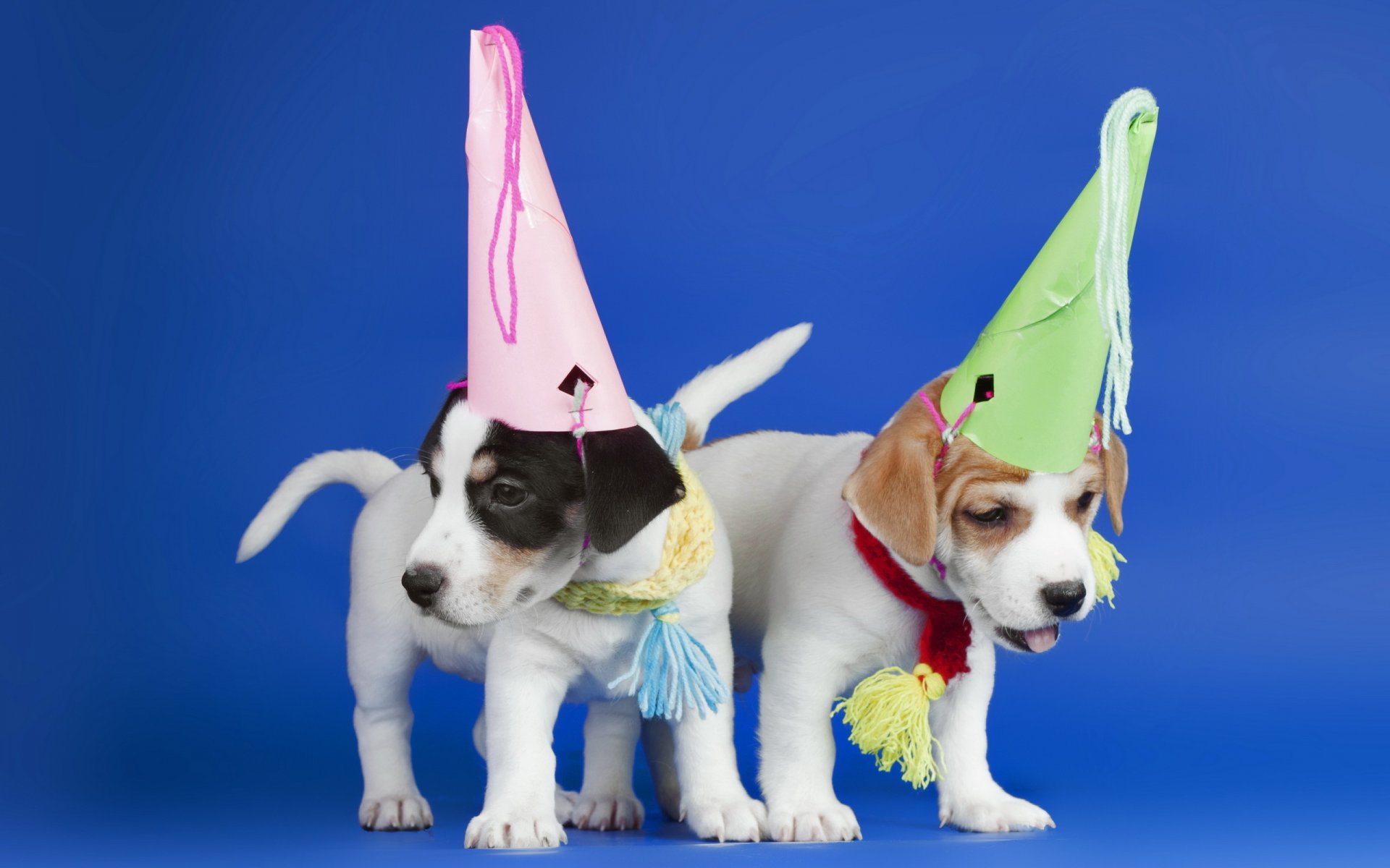 perros cachorros sombreros