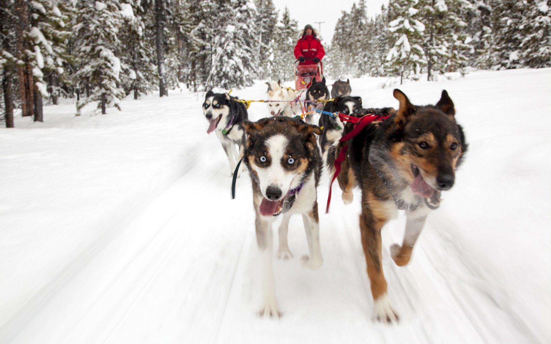 cani slitta trainata da cani neve alberi sfondo