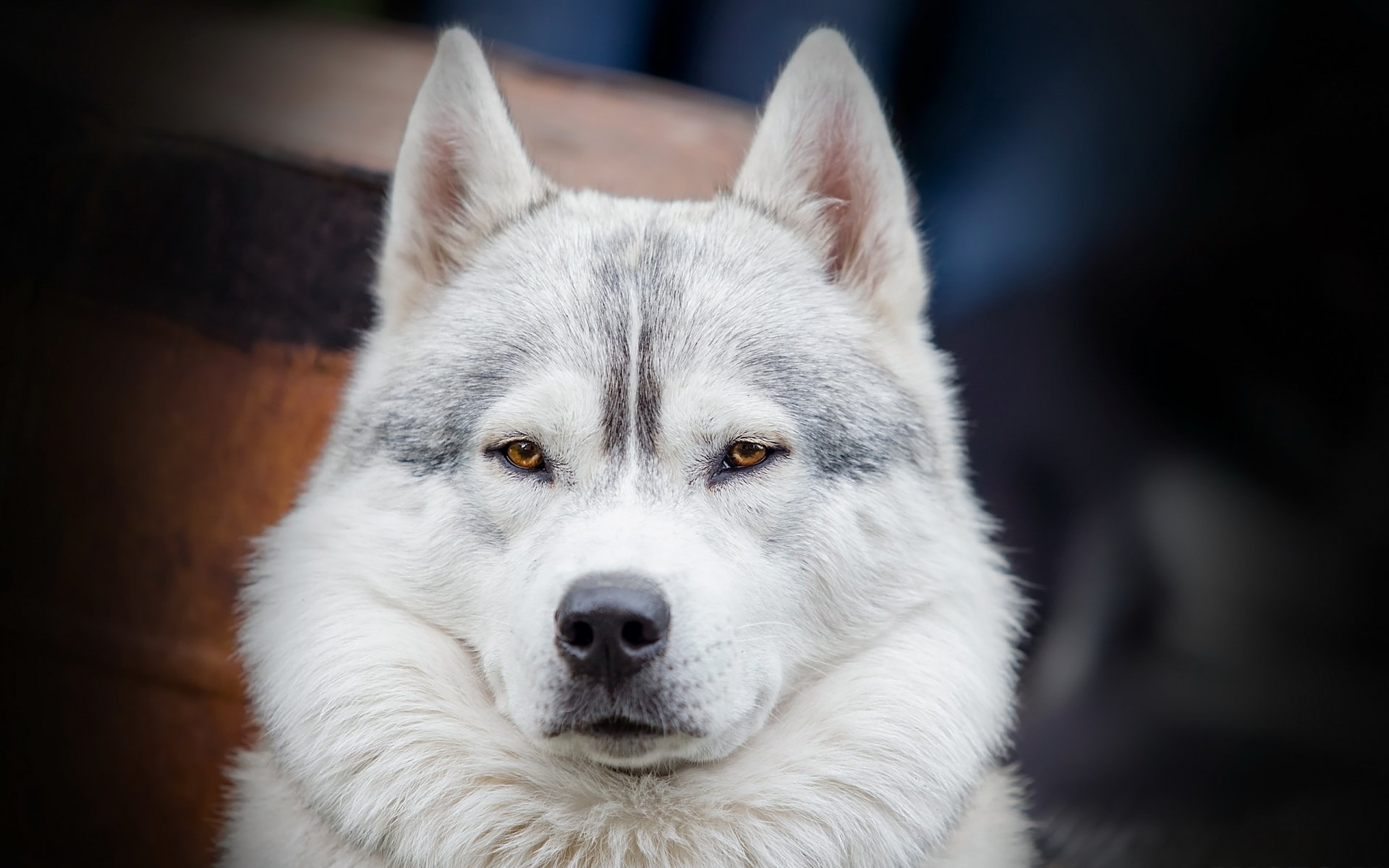 perro mirada amigo