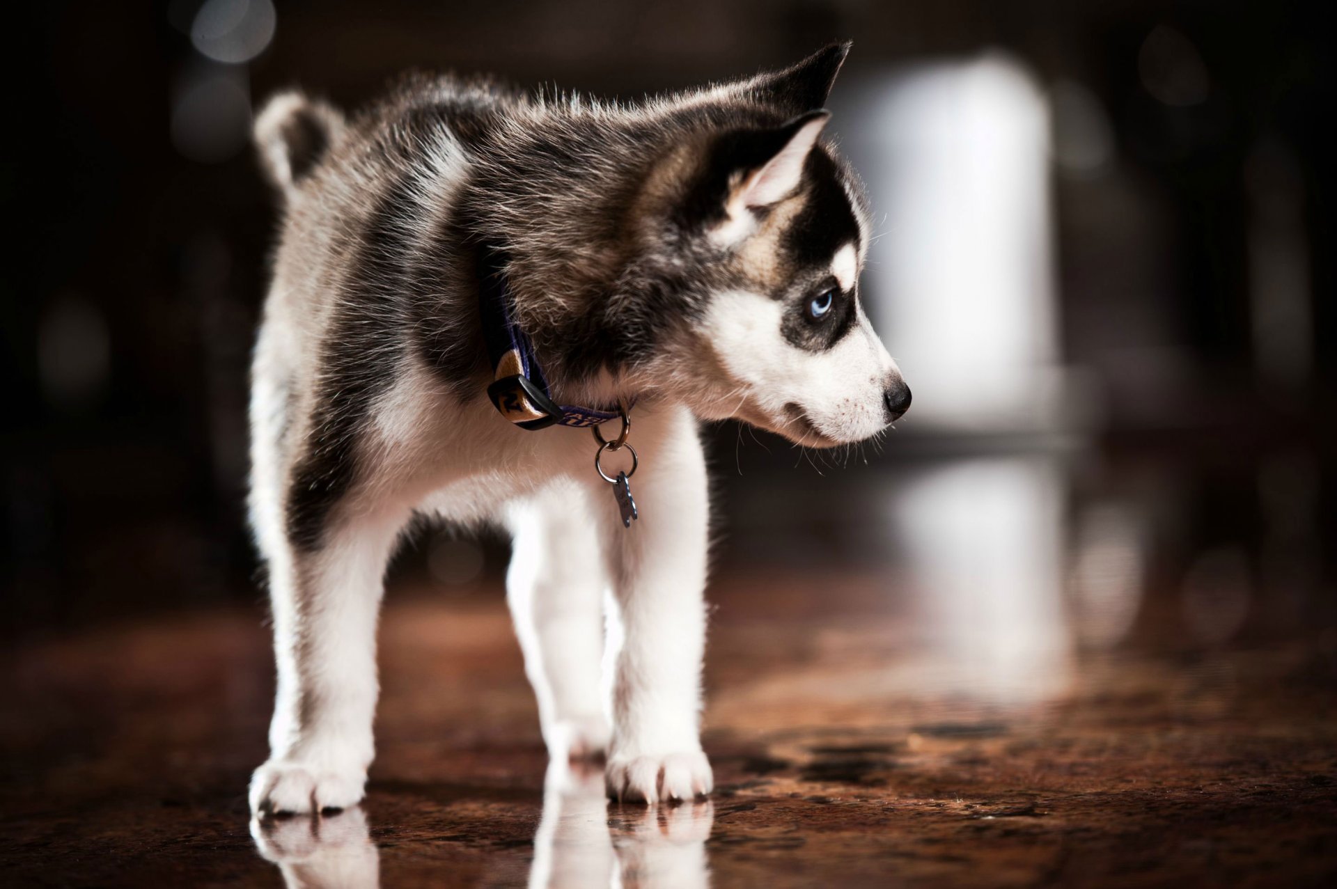 cachorro husky estridente collar de perro