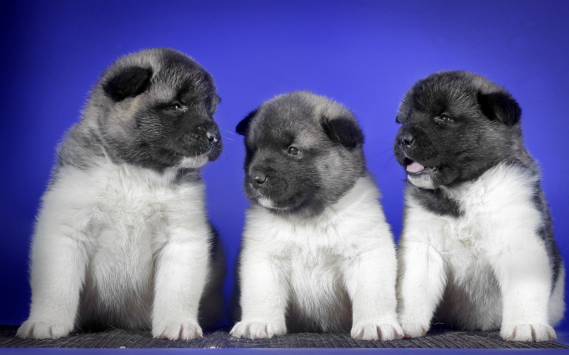 perros cachorros fondo