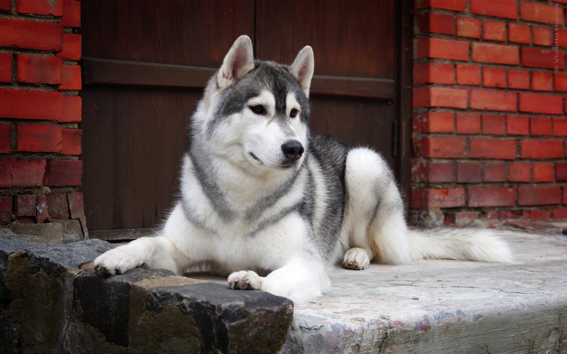 cane sguardo amico