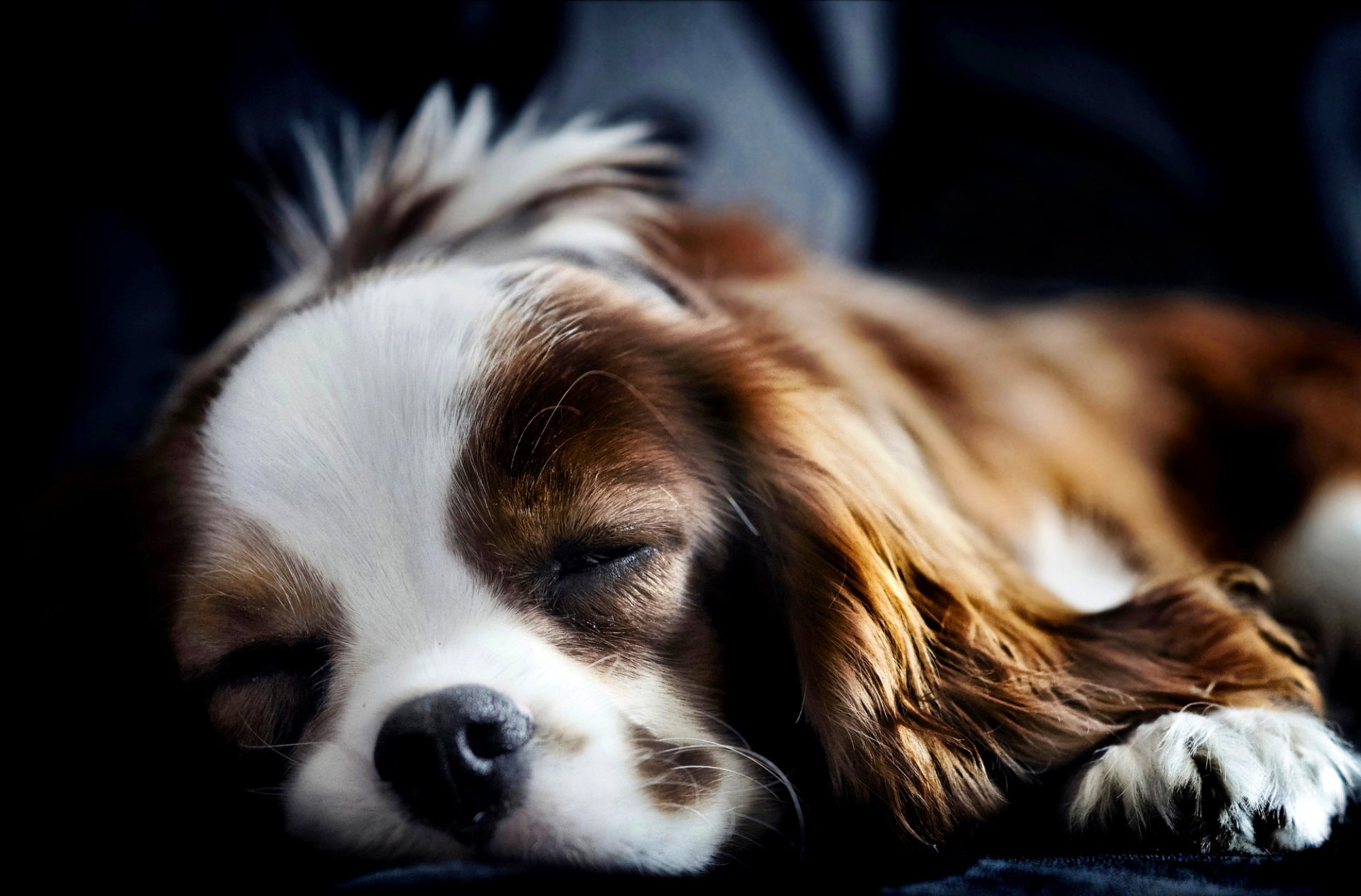 perro spaniel acostado durmiendo