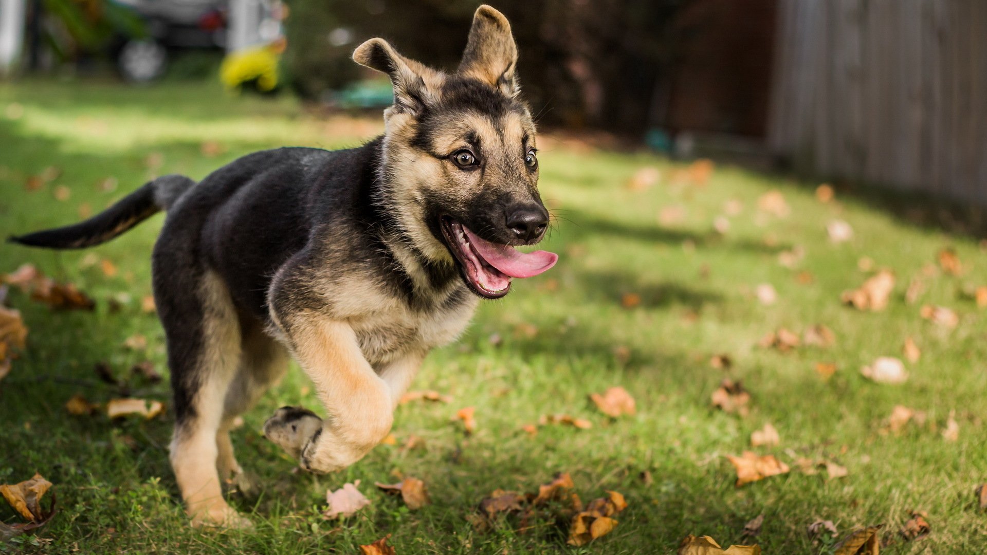 berger allemand chien ami