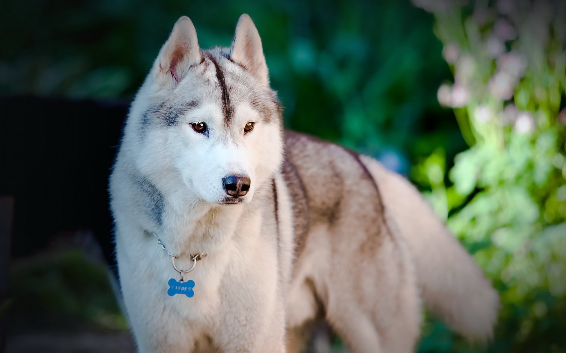 perro amigo mirada