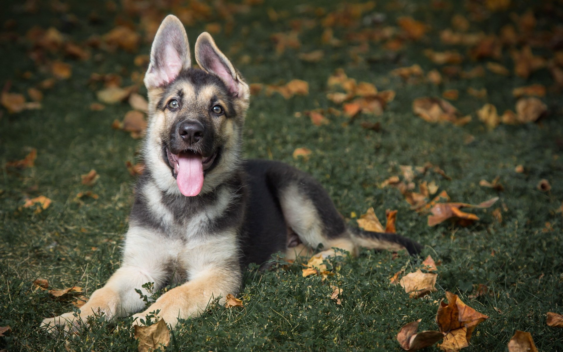 berger allemand chien sevrage