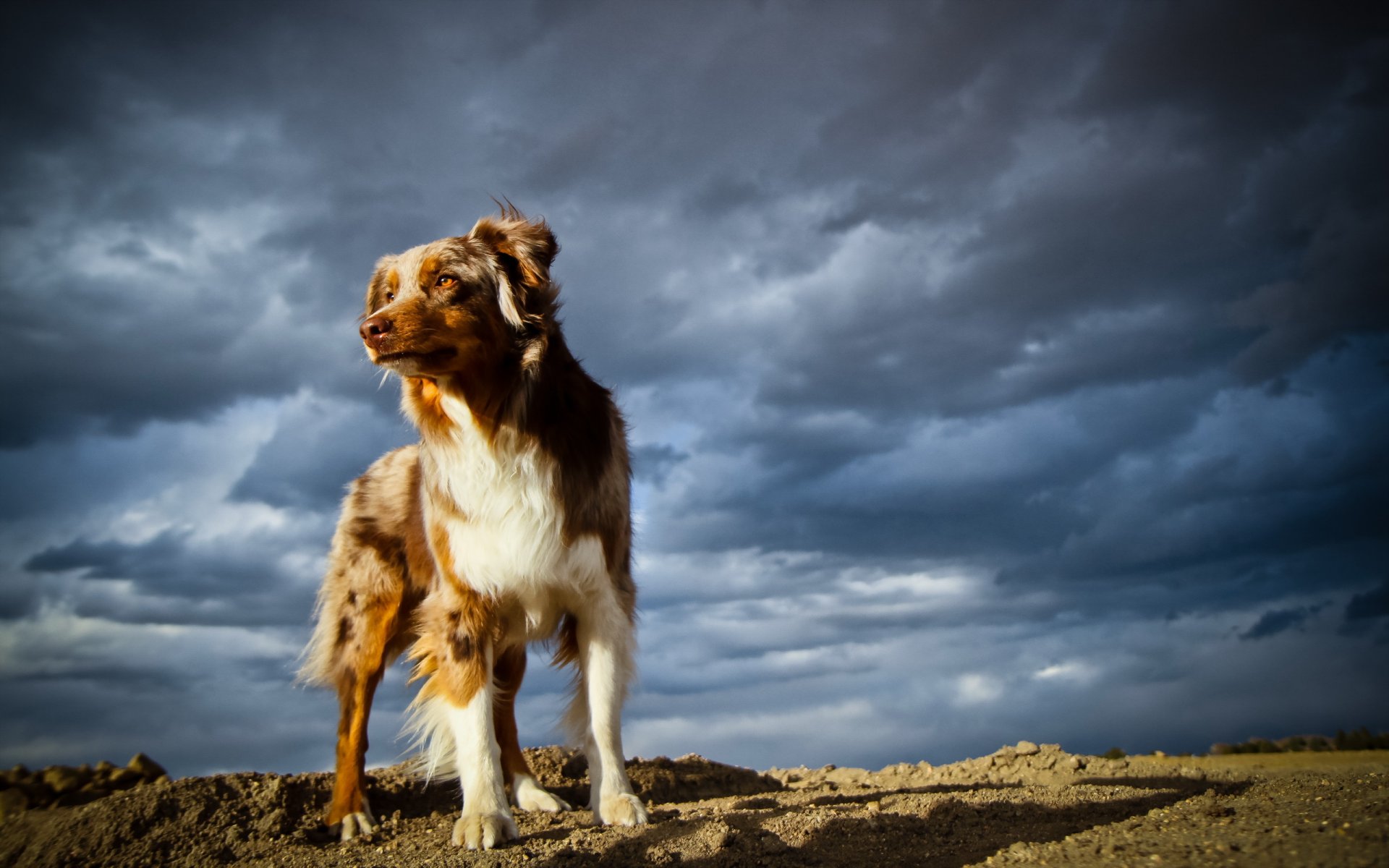 hund freund himmel