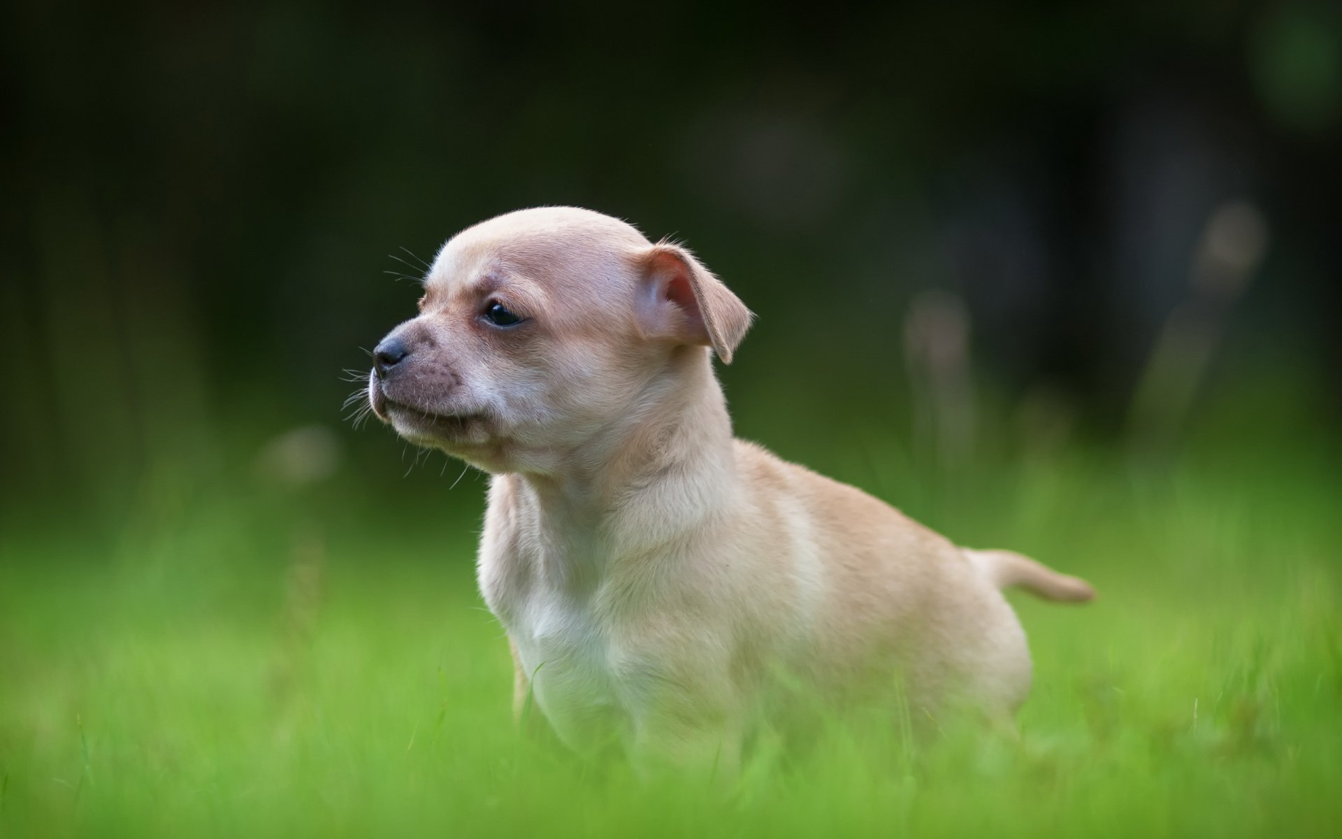 perro cachorro luz