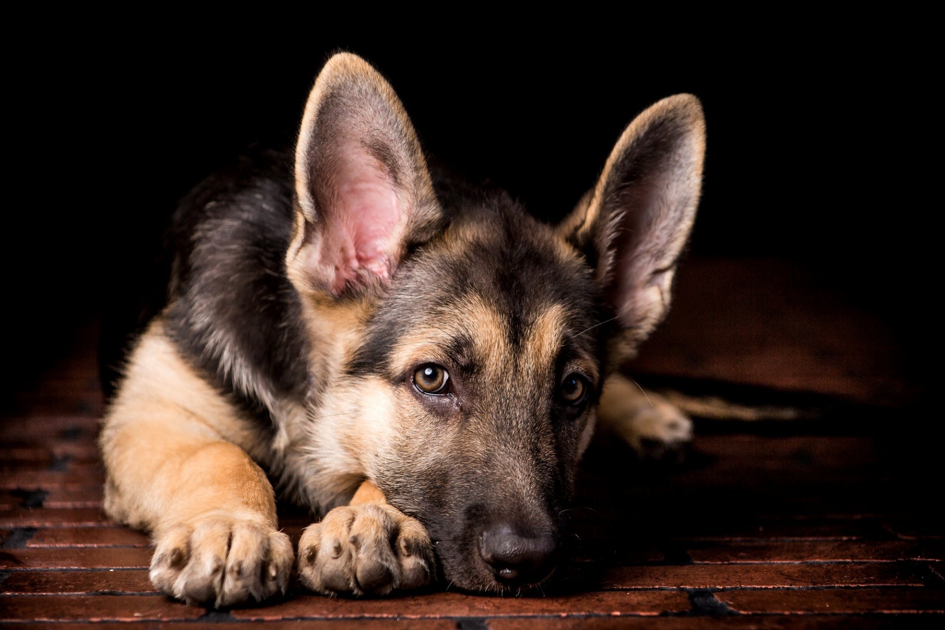 dog puppy shepherd view ears feet i