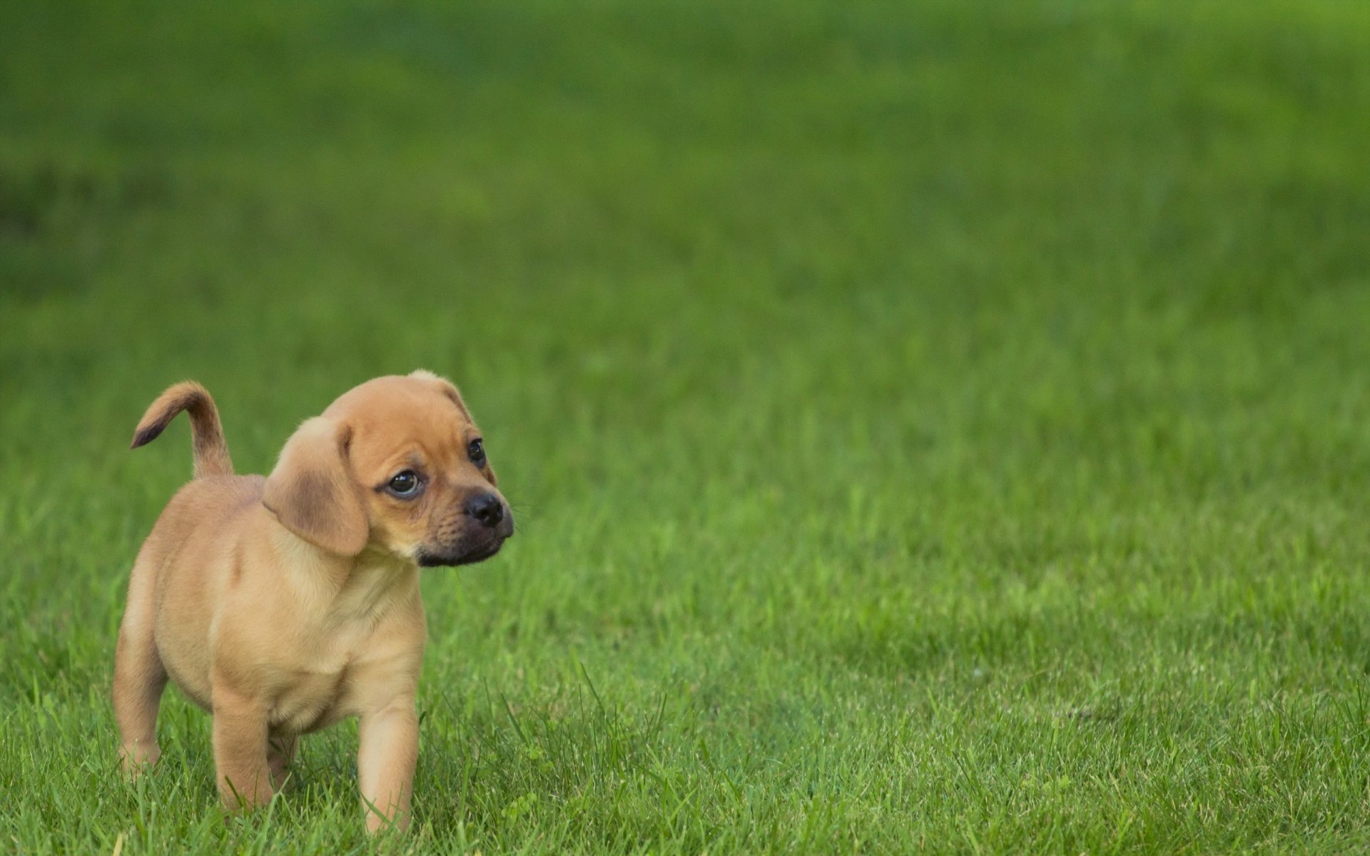 cane cucciolo sguardo