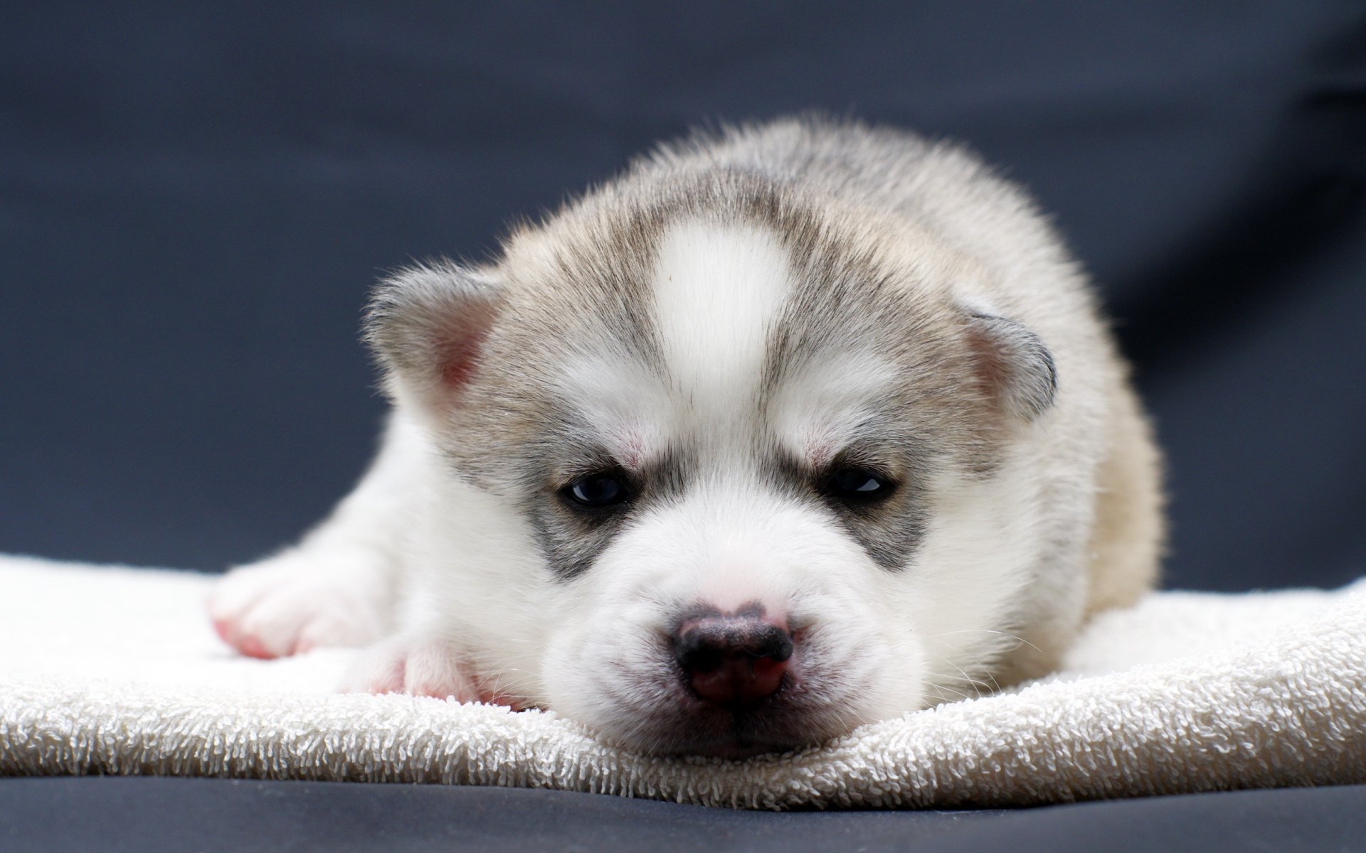 perro cachorro mirada