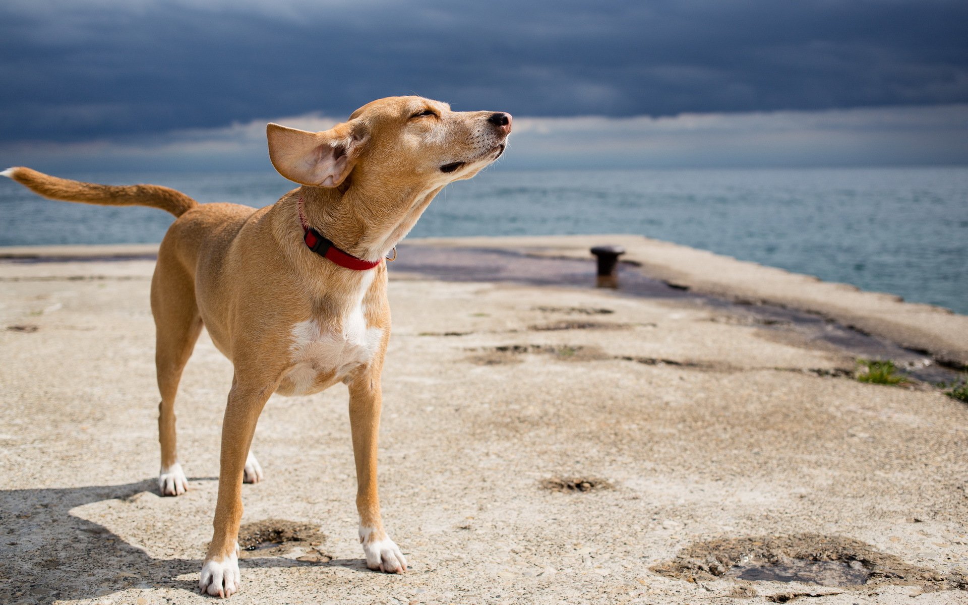 hund freund meer