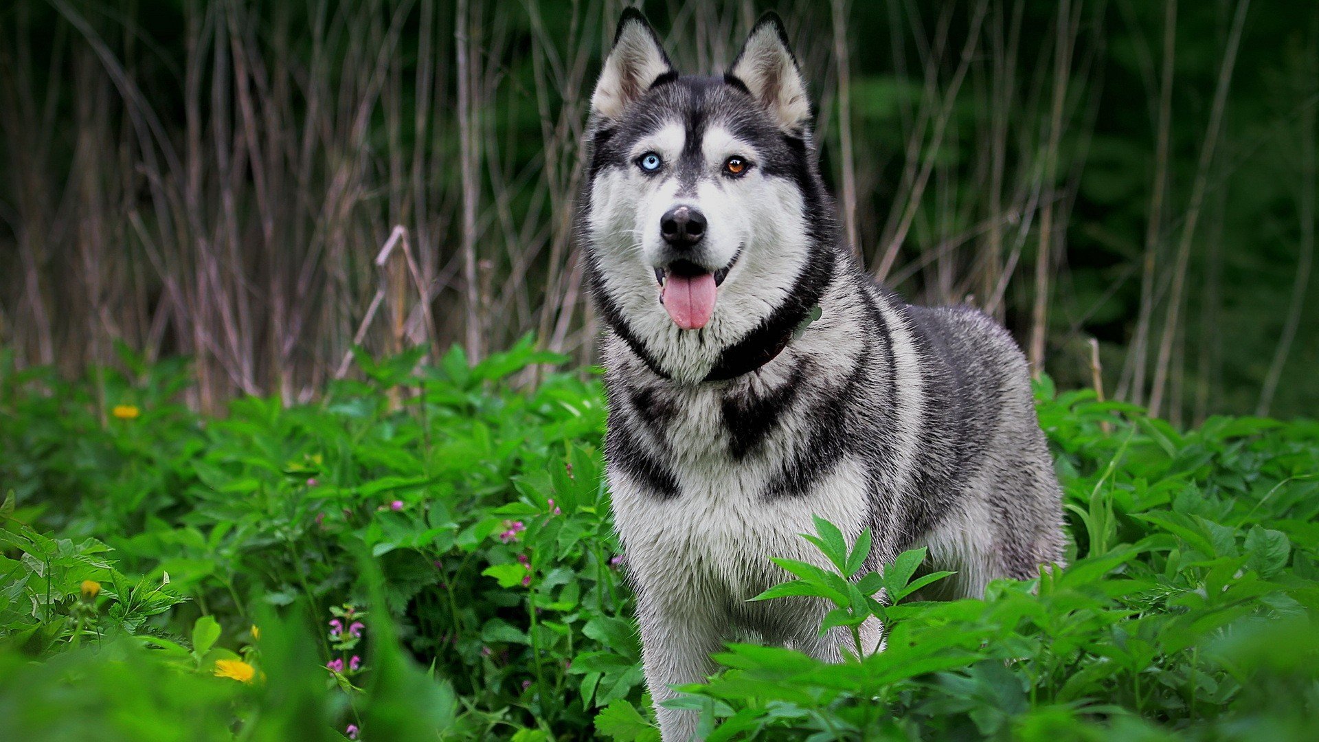 husky natura zwierzęta trawa oczy