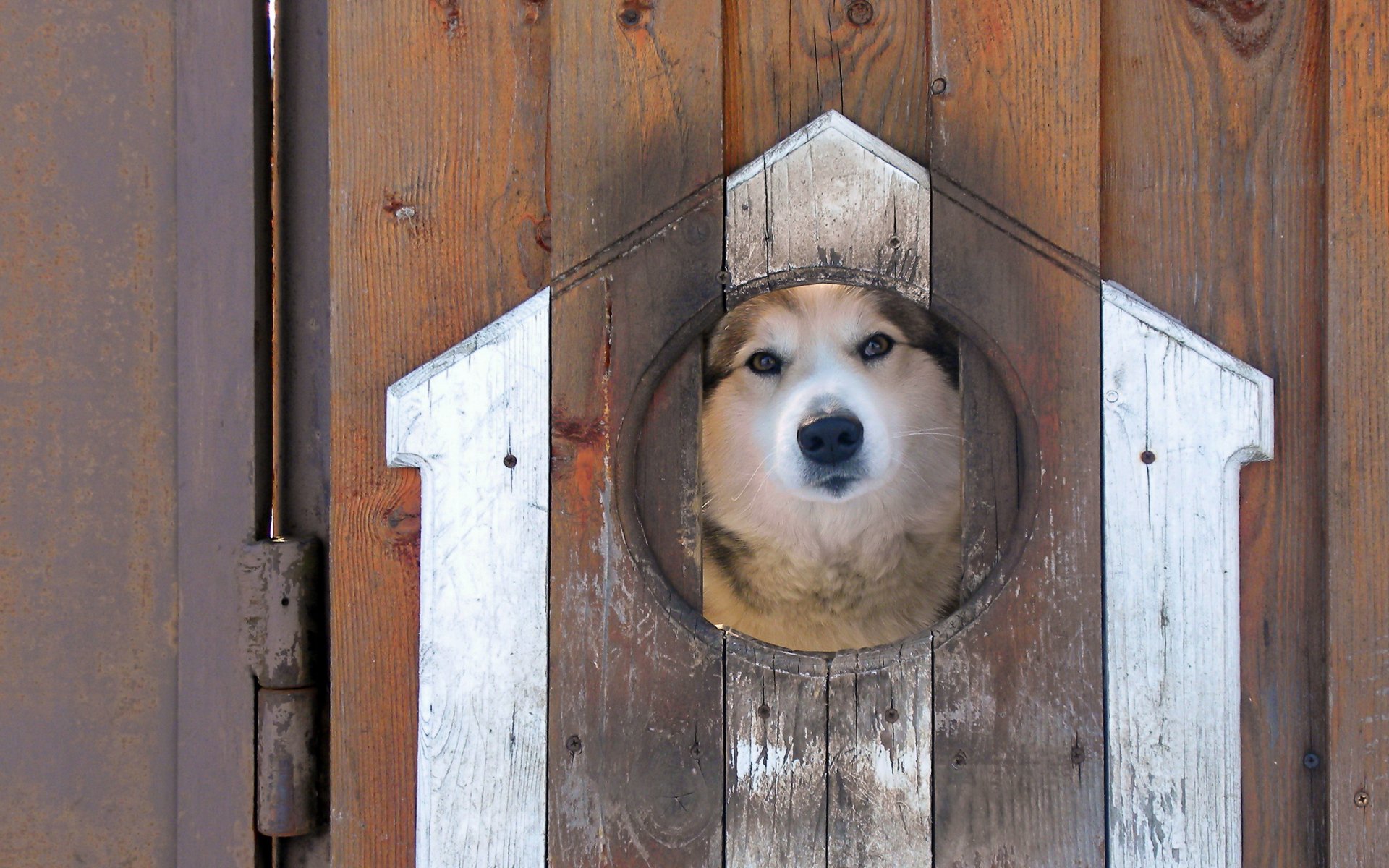 hund zaun blick