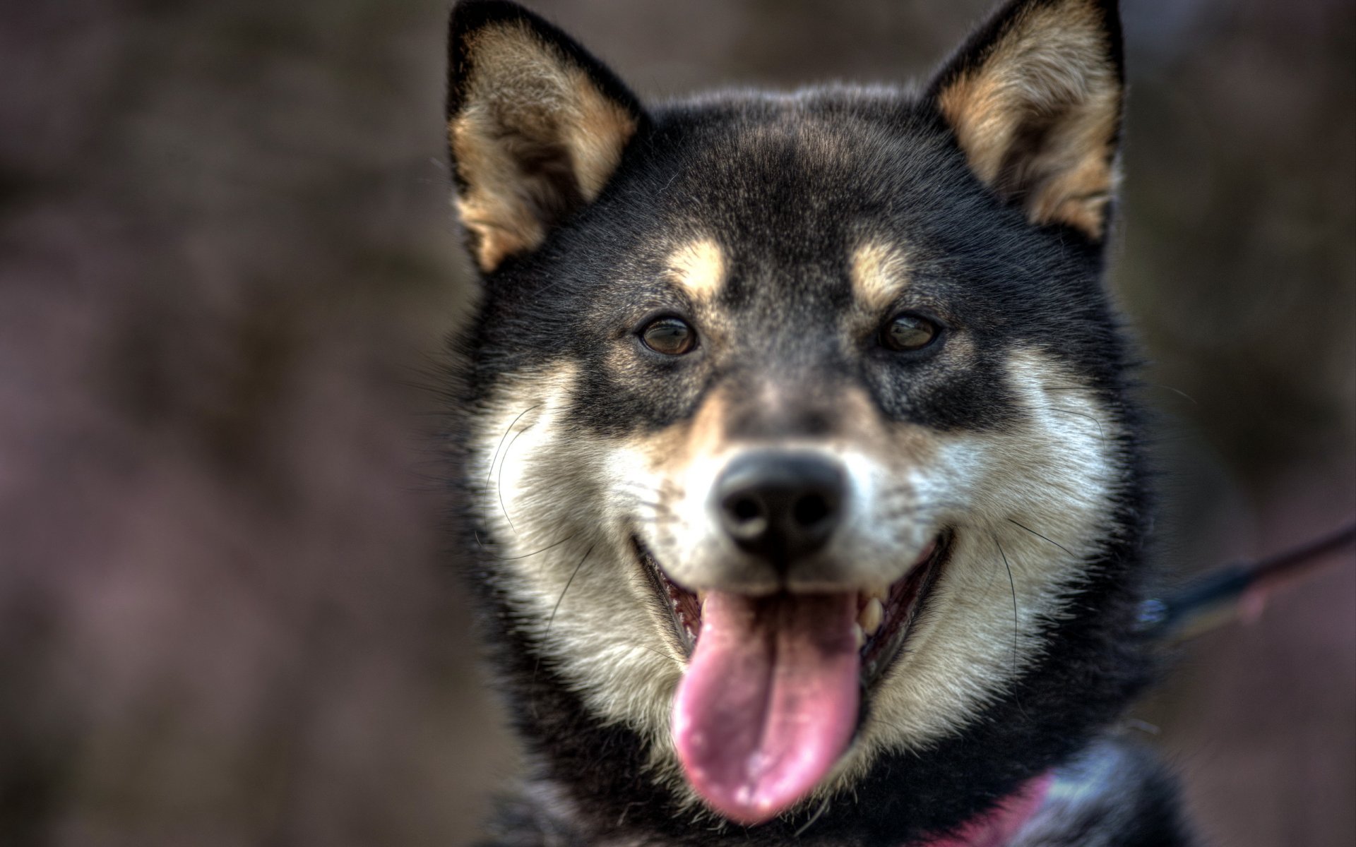 chien regard ami