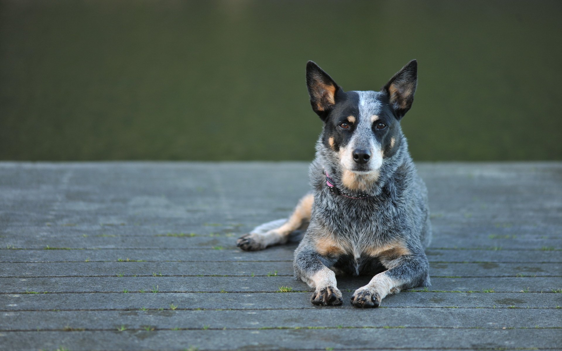 chien de berger australien chien regard