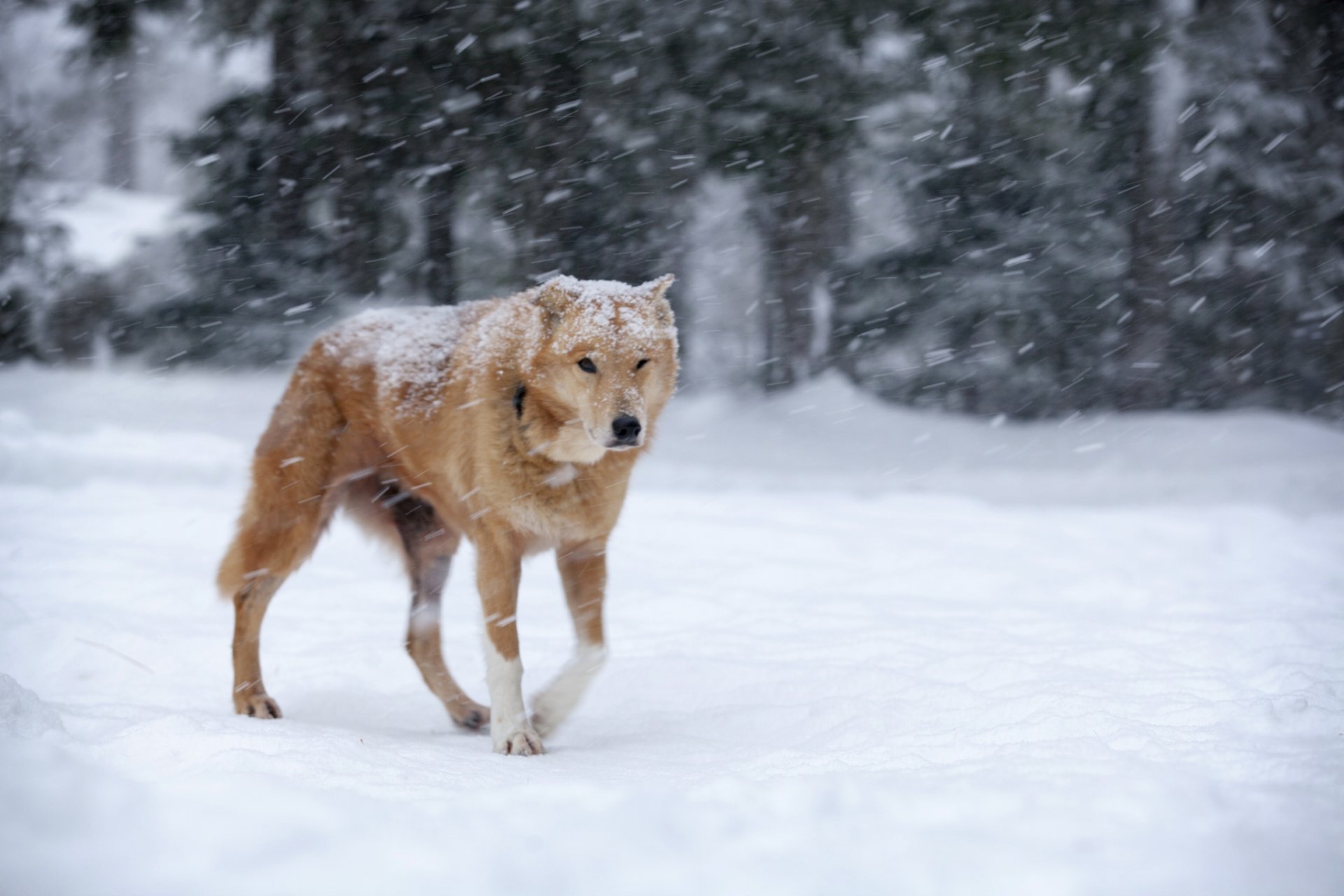 schnee winter hund rotschopf schneesturm