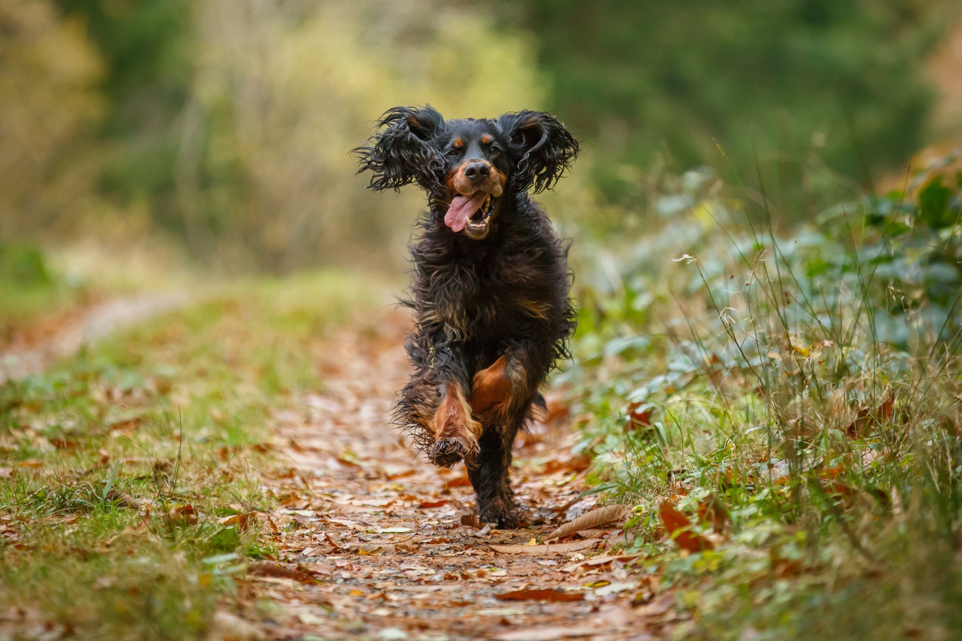 automne herbe feuilles sentier chien