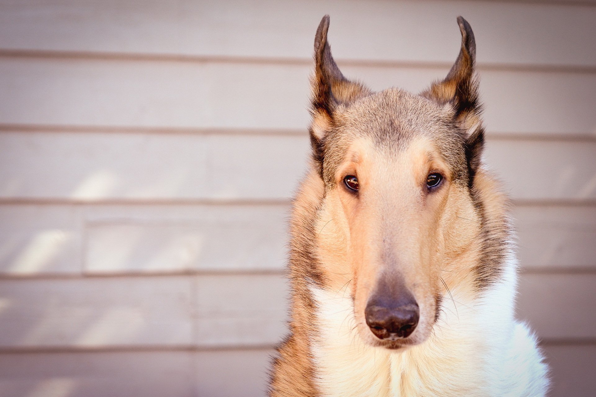 perro mirada amigo