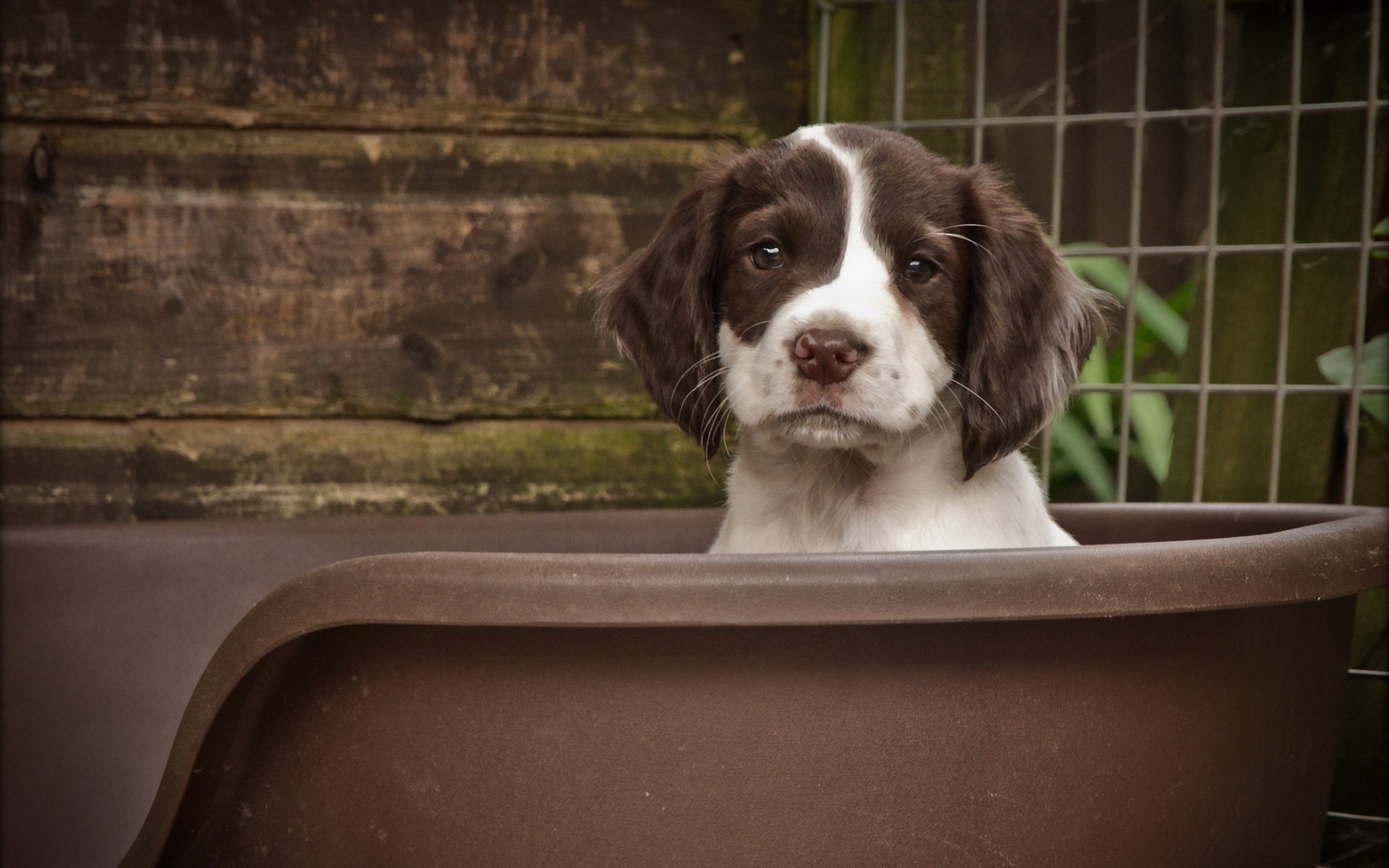 hund welpe hintergrund