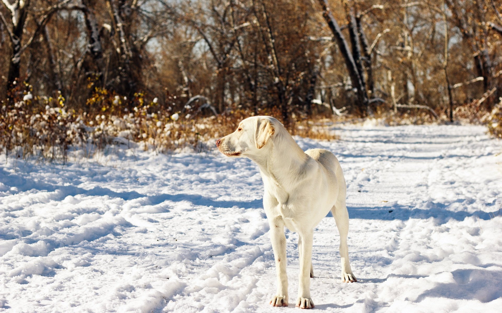 chien ami neige automne