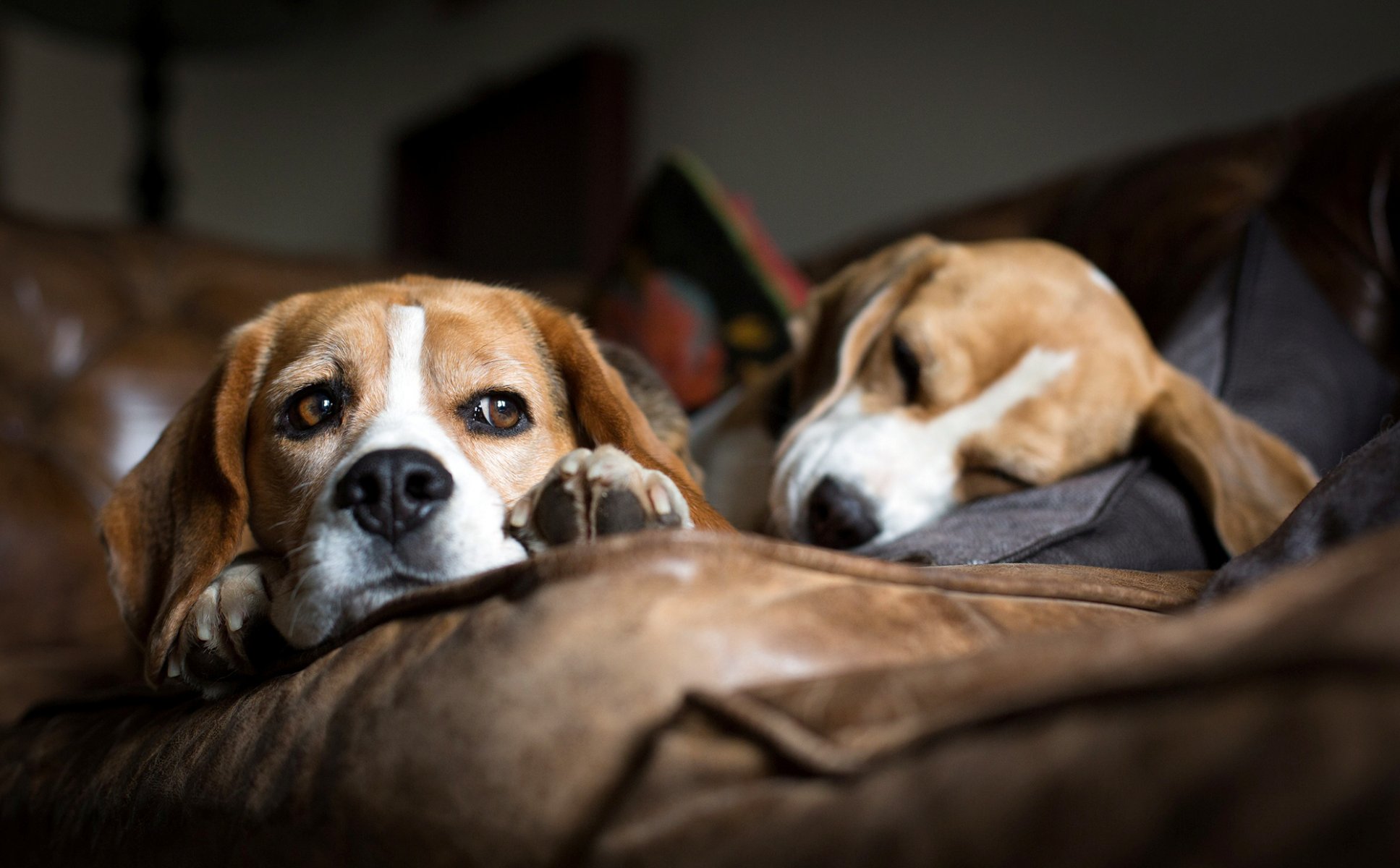 perros raza beagle perros sofá mentira dormir