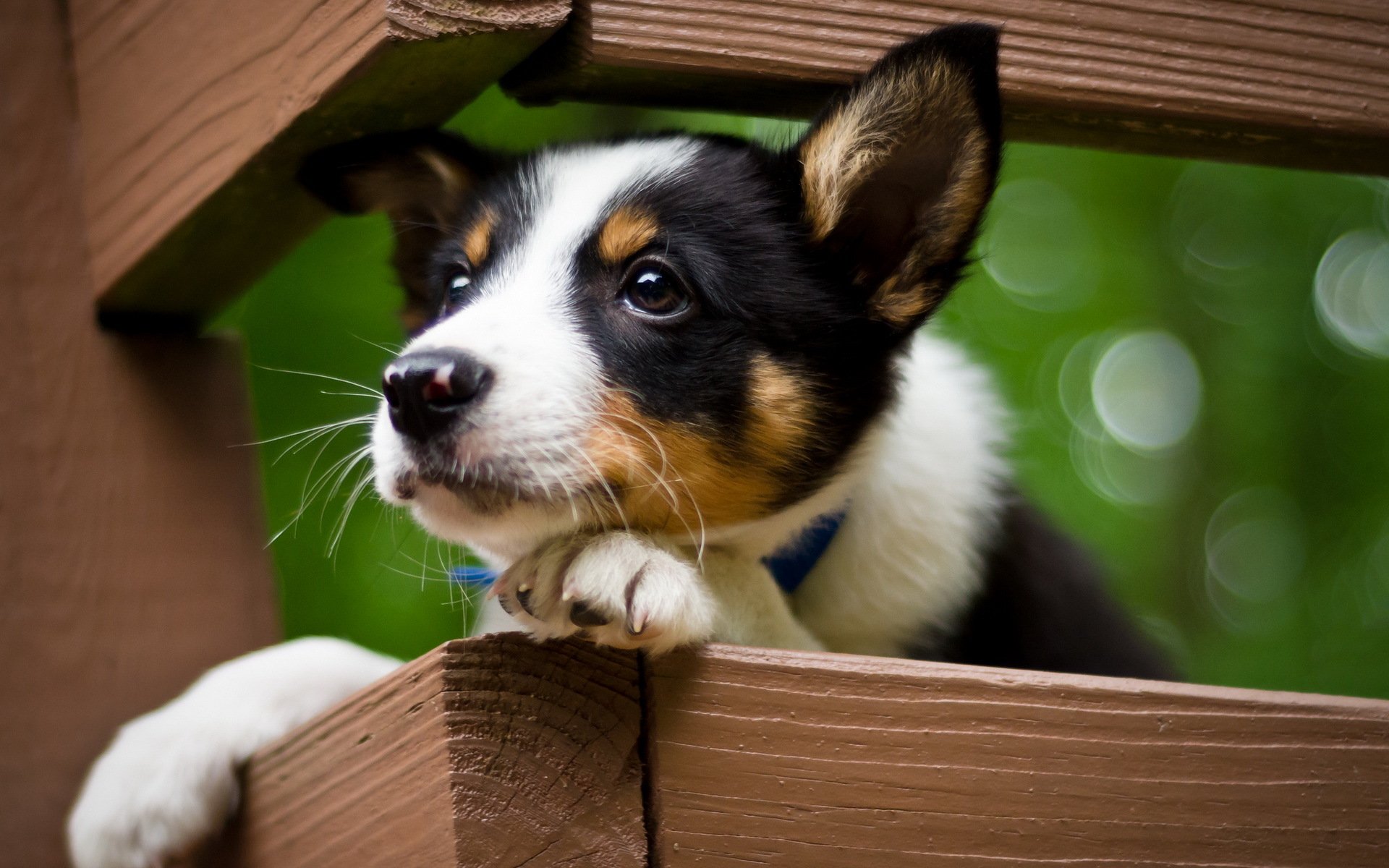 perro cachorro mirada