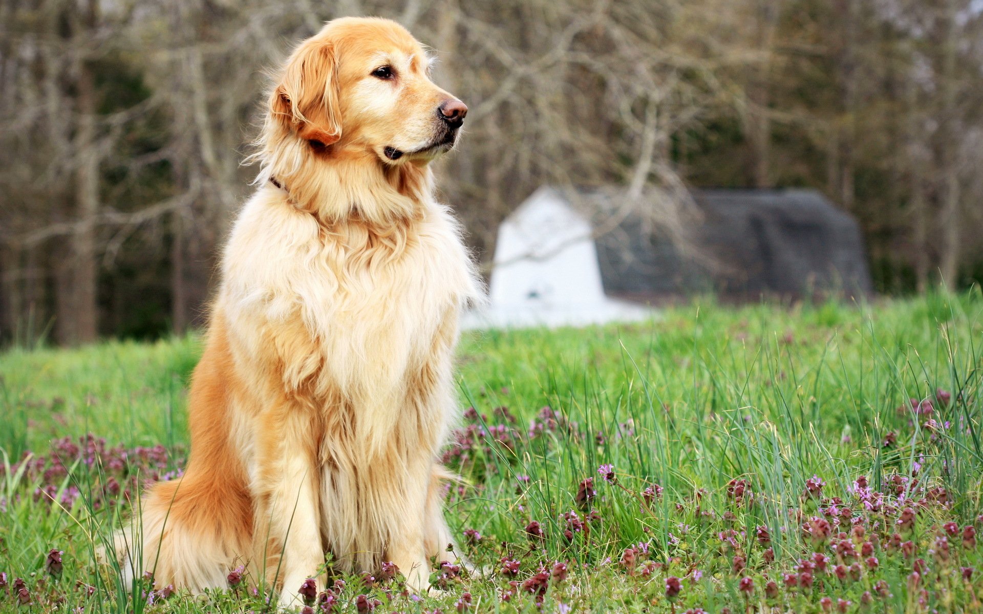 perro amigo campo