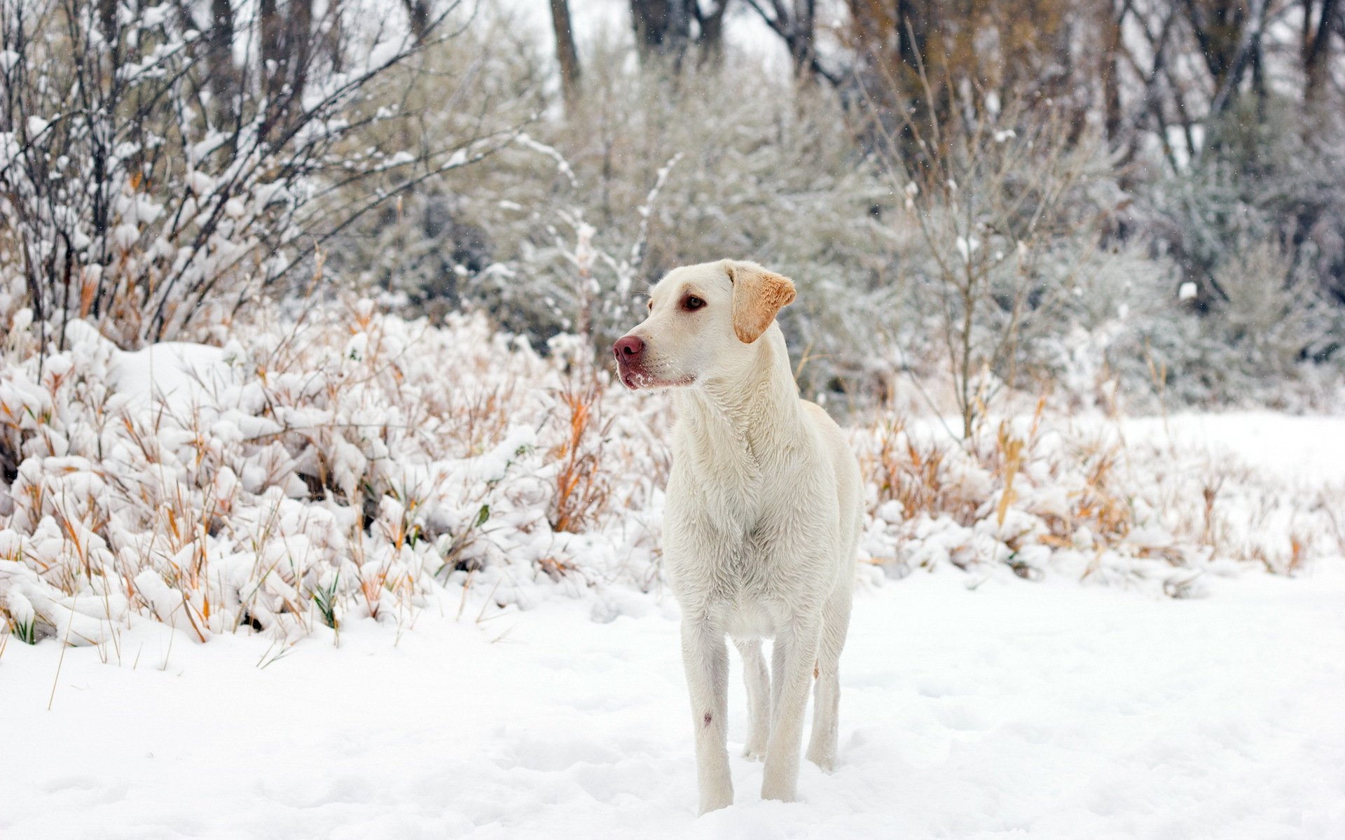 dog other winter