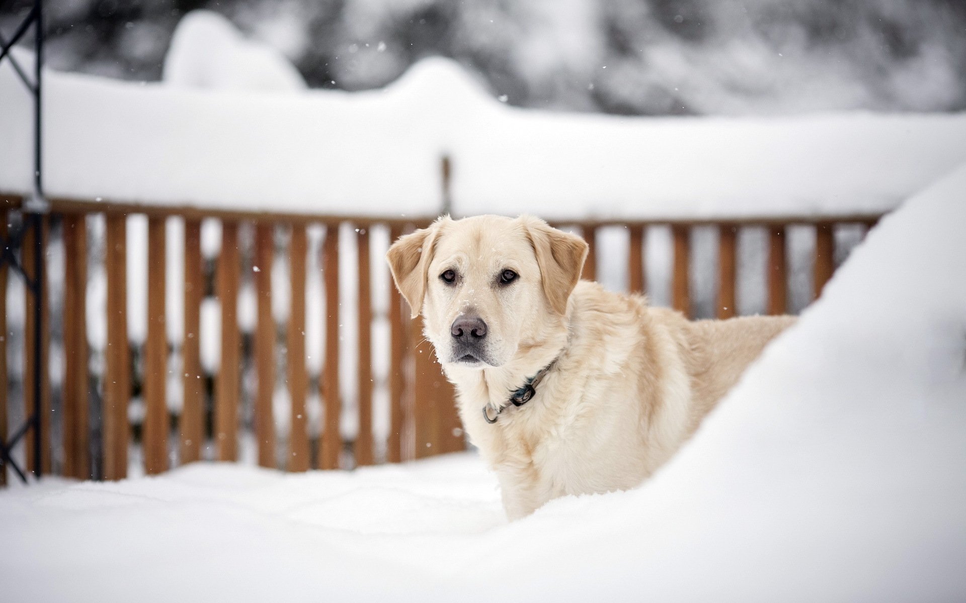 hund blick winter