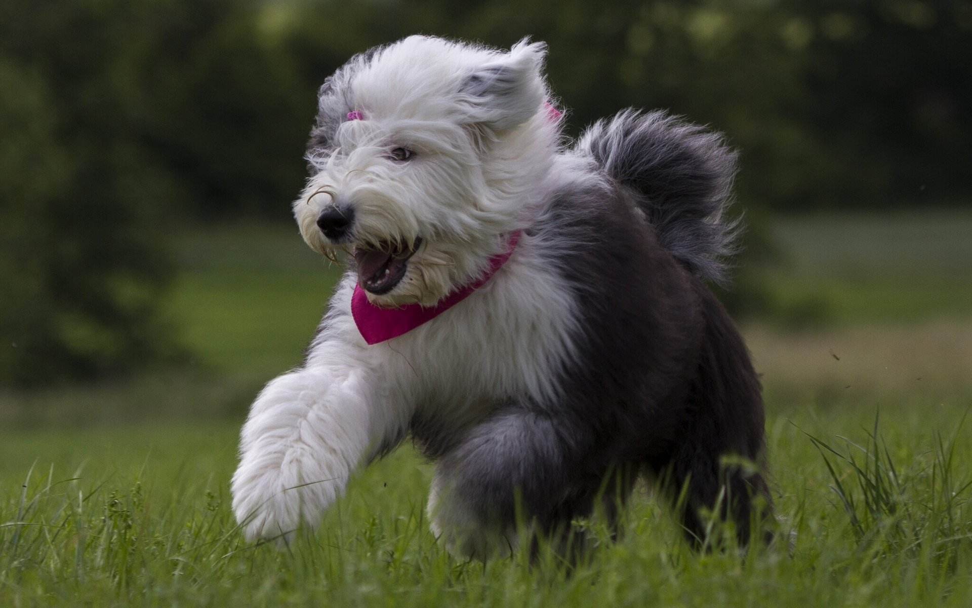 bobtail puppy walk happiness mood