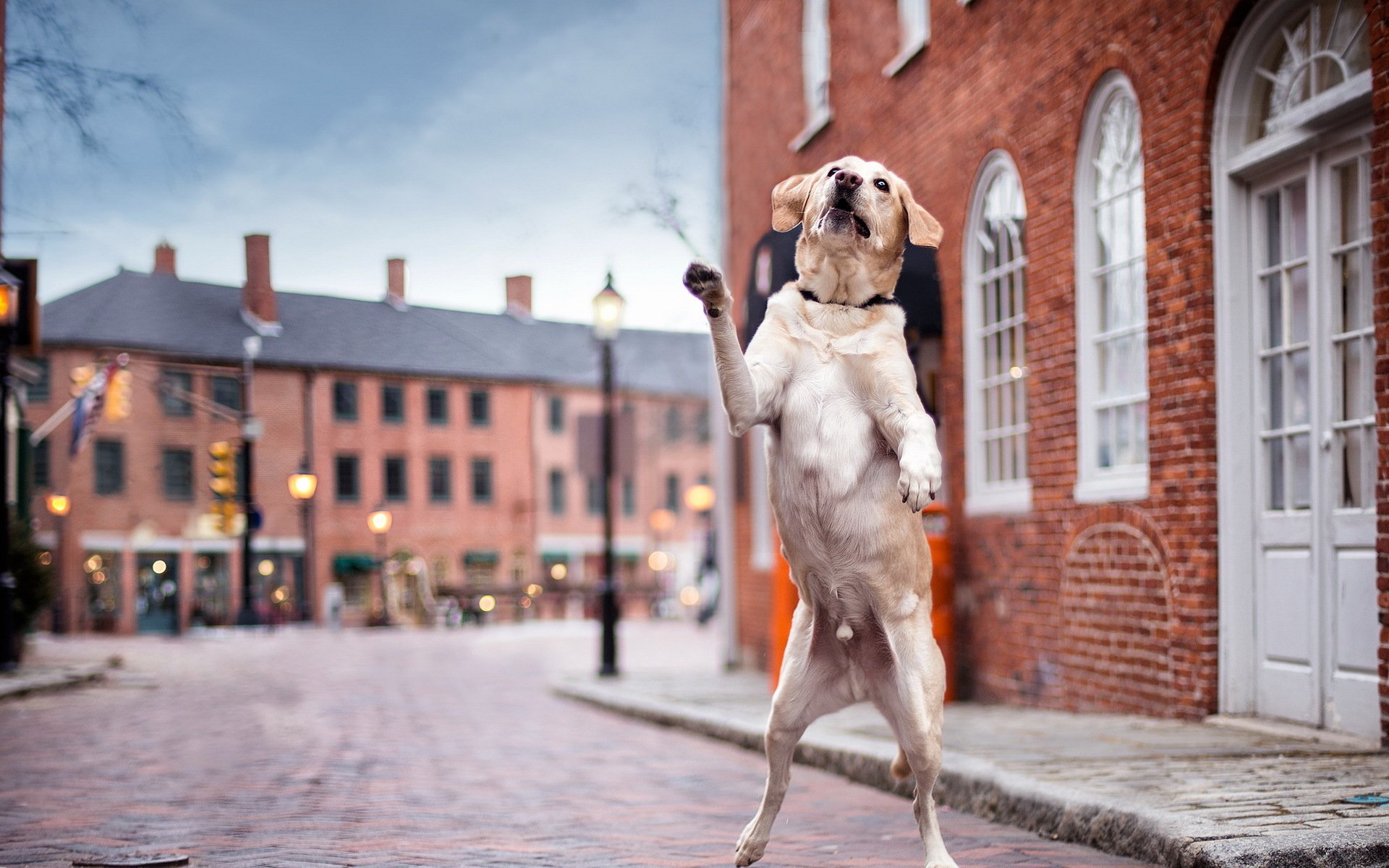 dancin dans les rues chien rue