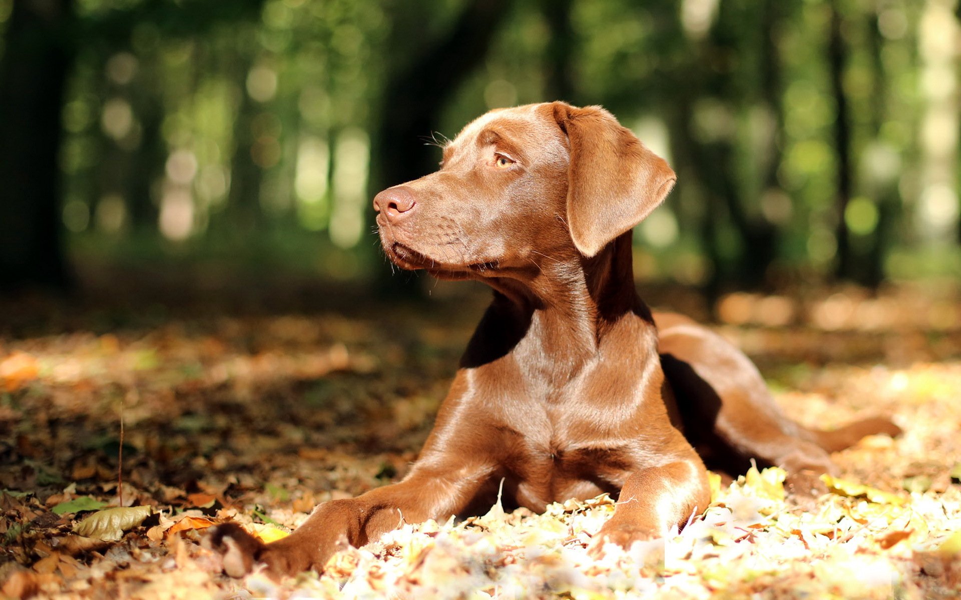 chien vue nature lumière