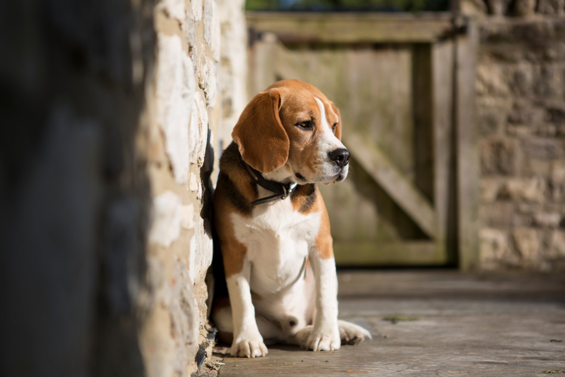 cani cane cagnolino cane parete sfondo museruola carta da parati widescreen schermo intero widescreen widescreen