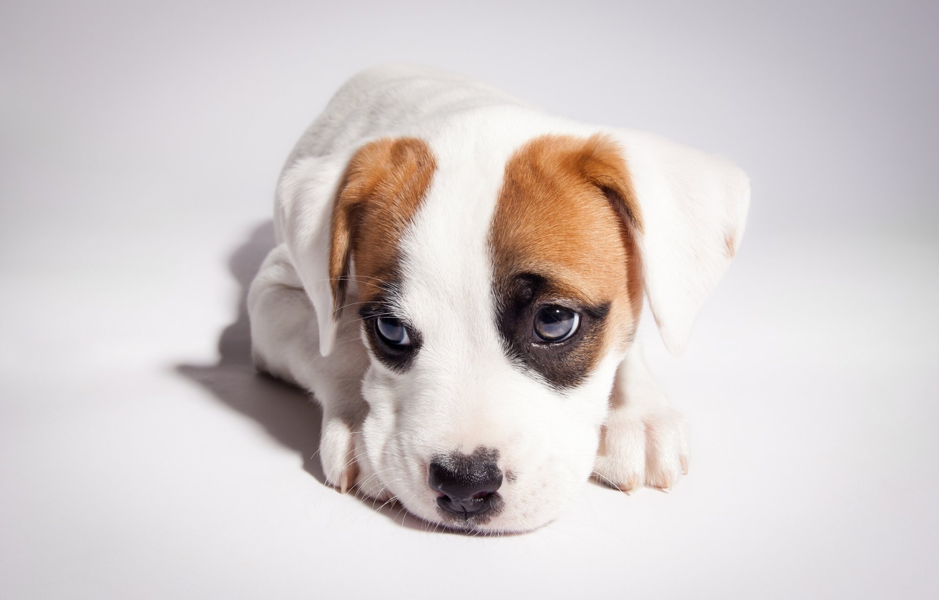 pitbull boxer mix pitbull puppy