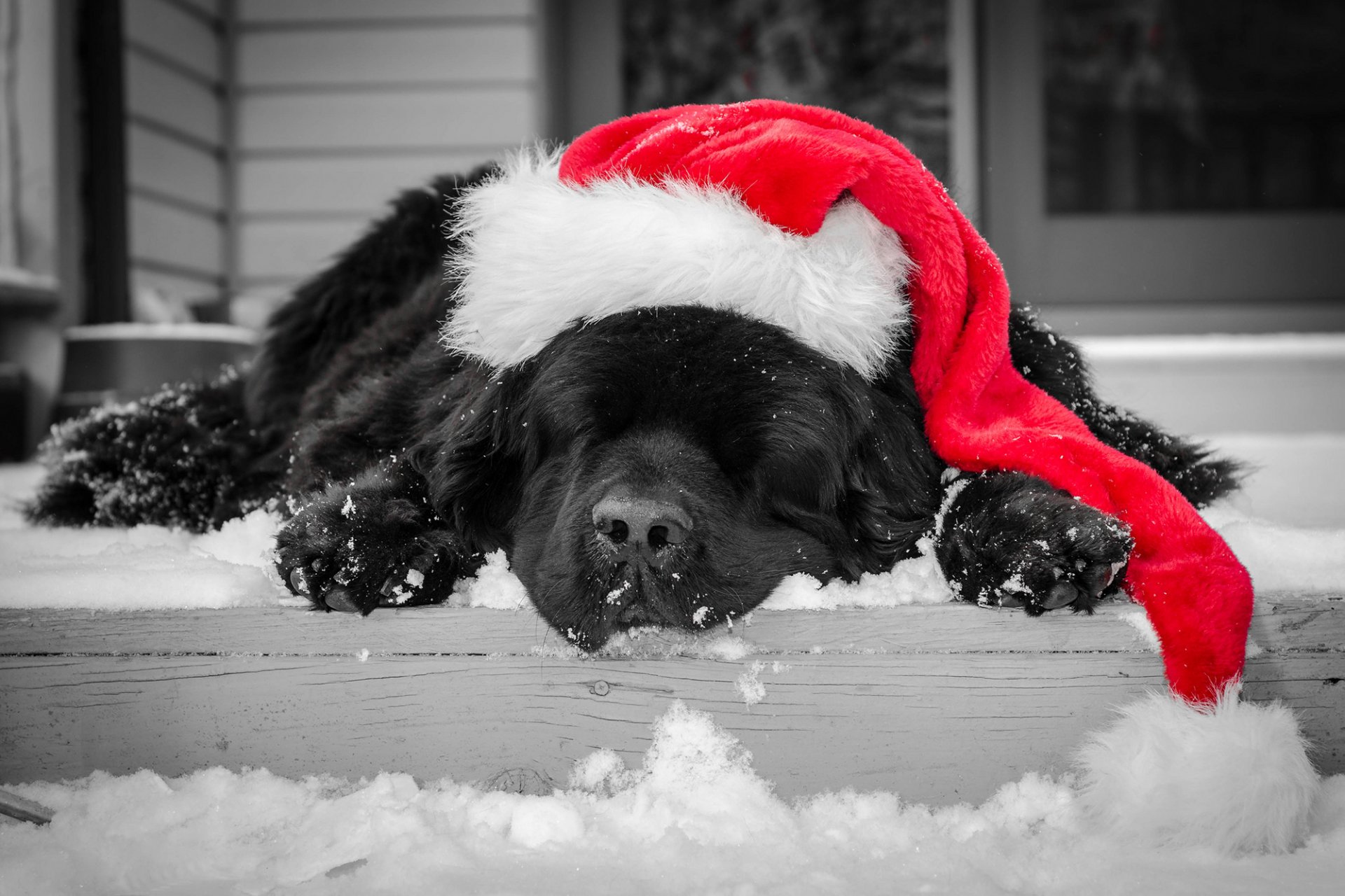 dog color black sleeping hat red christmas cap a step snow winter