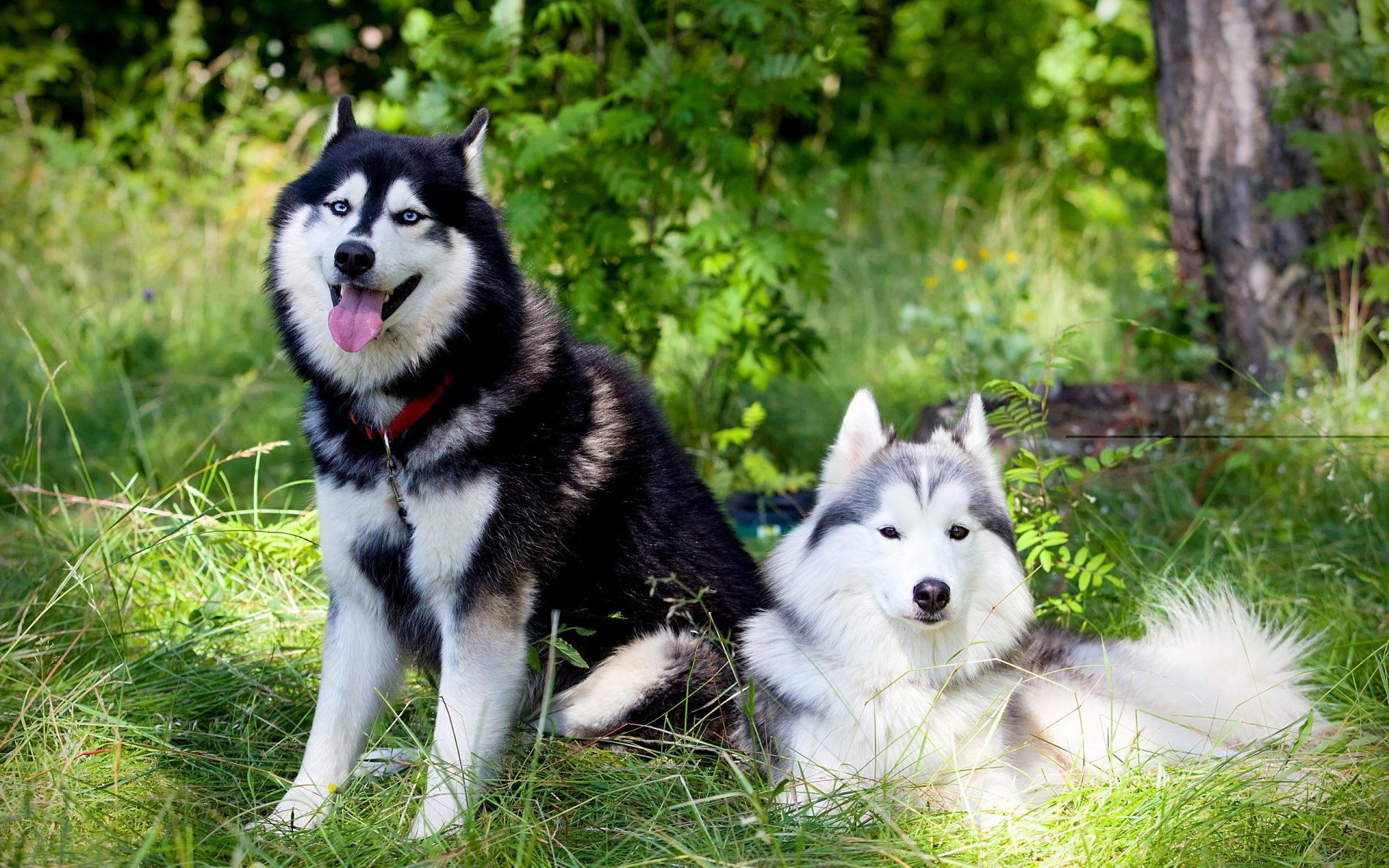 perros amigos verano