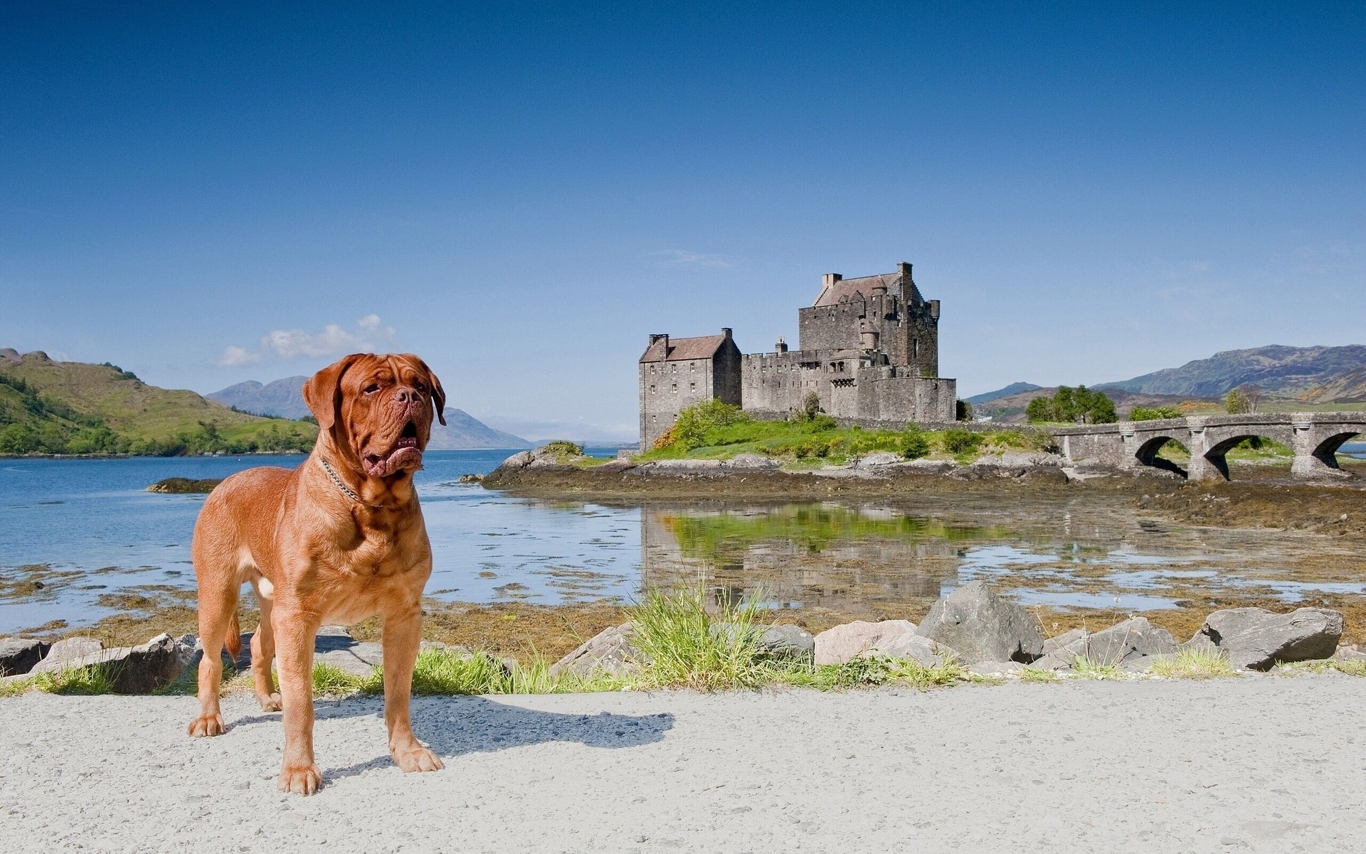 burgunder dogge eileen donan castle dornie schottland eileen donan castle dorn brücke landschaft