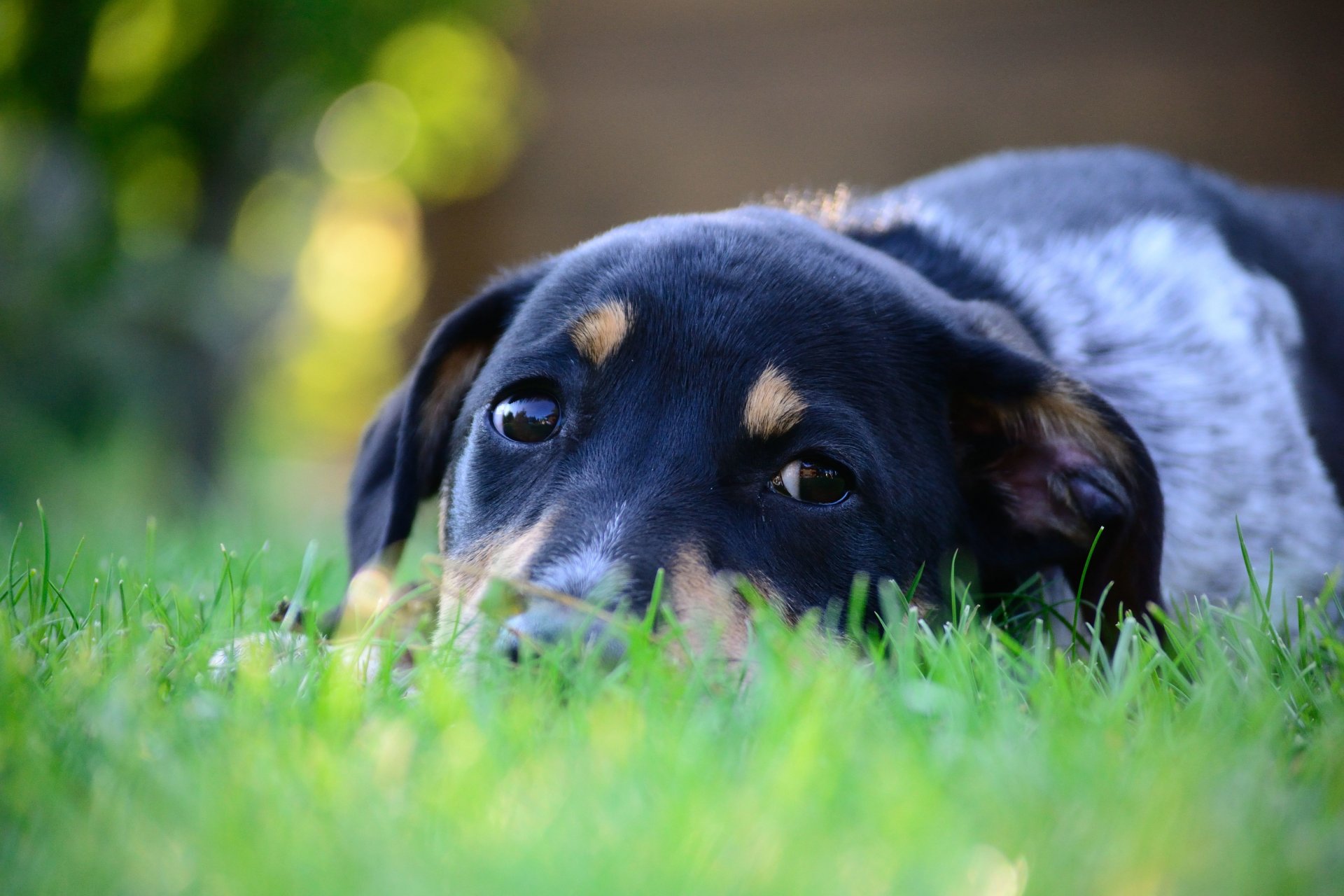 cane animale muso occhi vista orecchie si trova erba verde macro