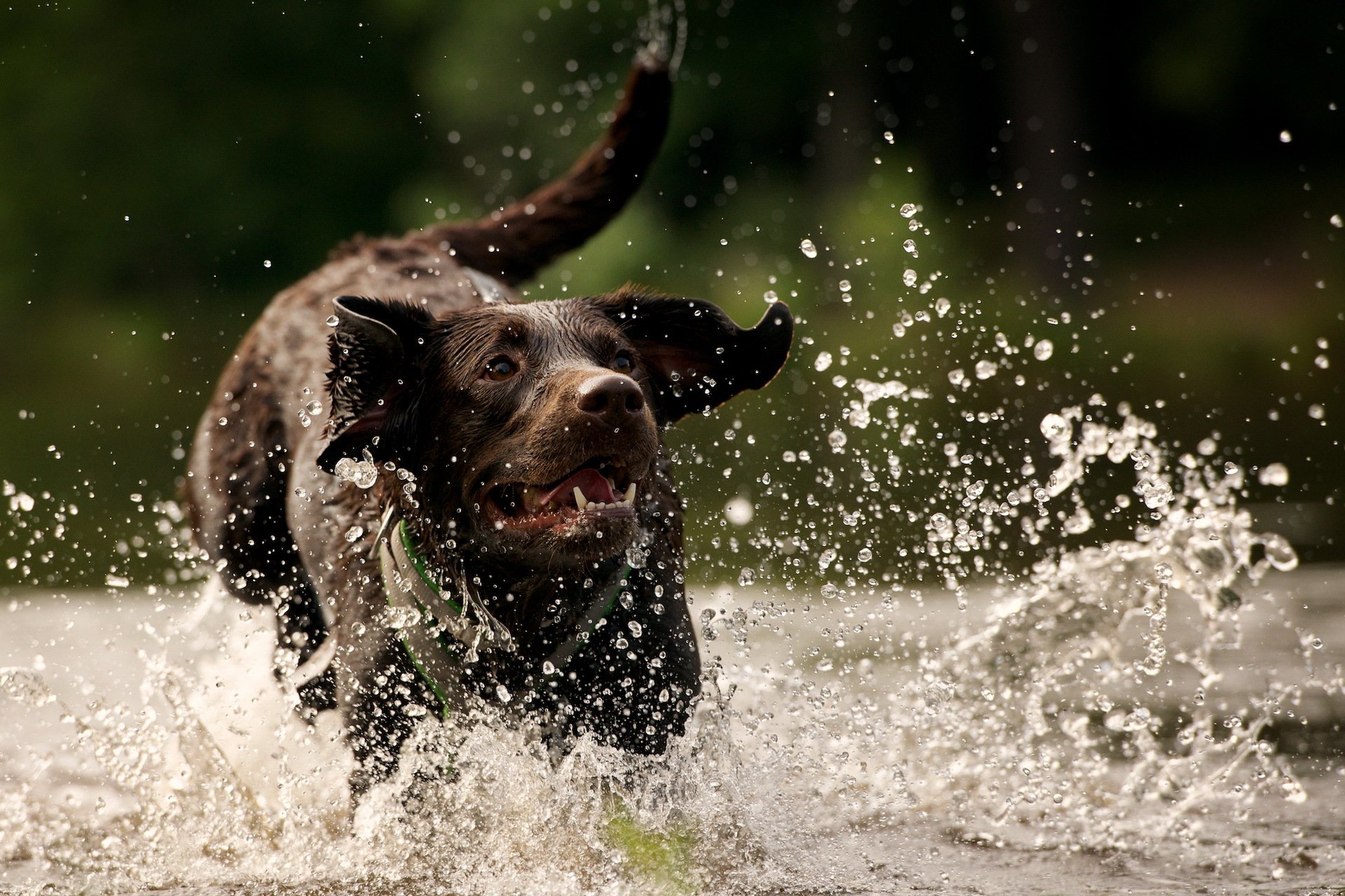 perro agua salpicaduras