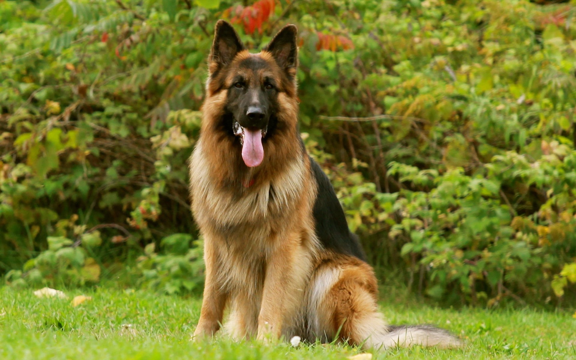 german shepherd dog friend