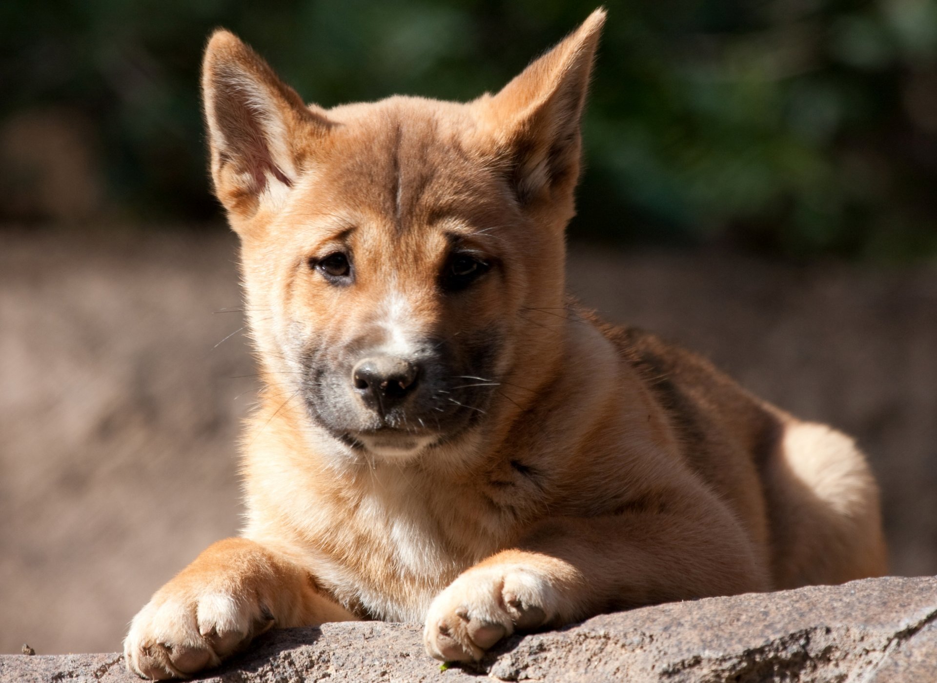 wild dog dingo puppy