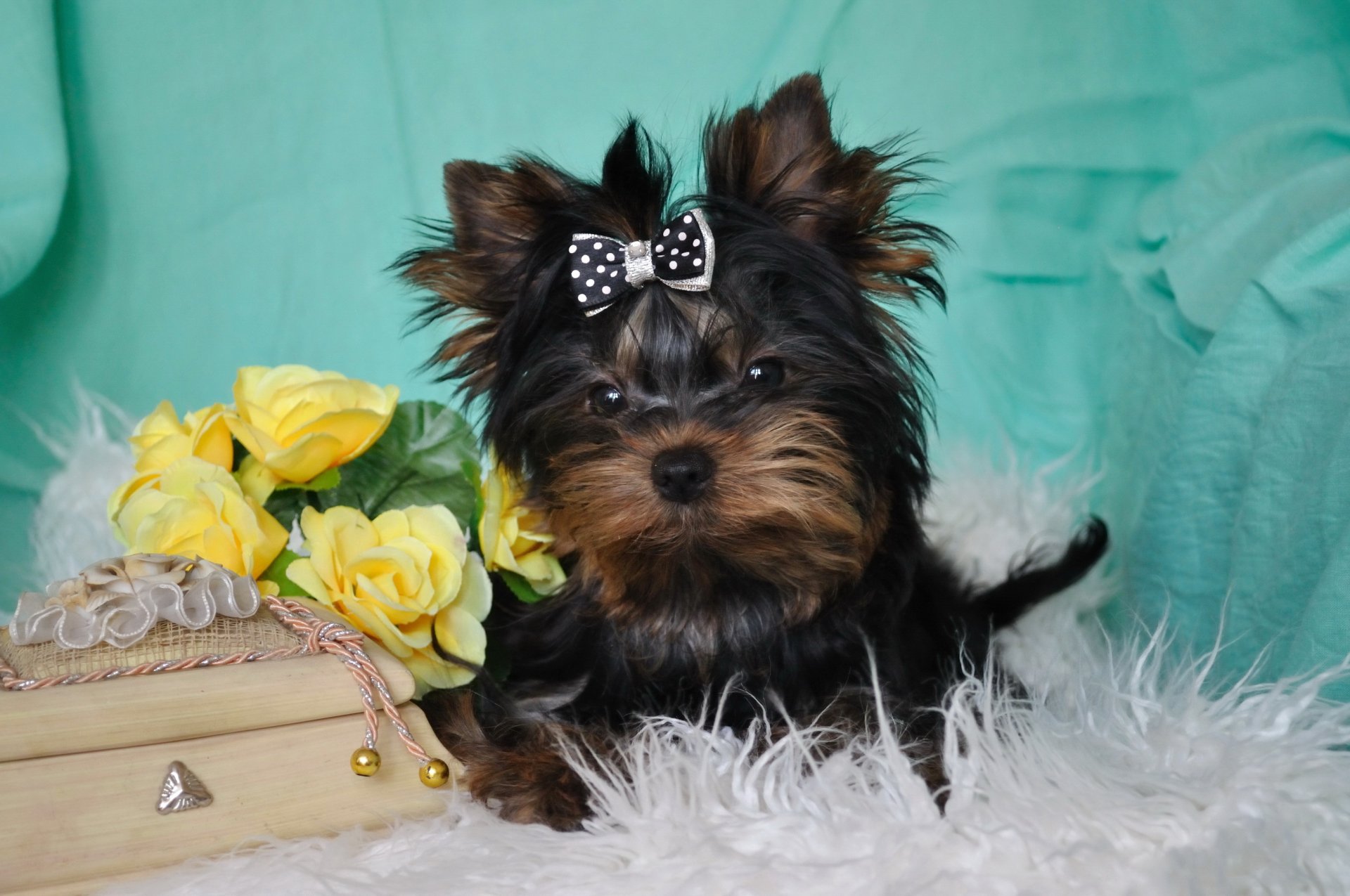 pies yorkshire terrier spojrzenie szkatułka kokardka zwierzęta zdjęcie