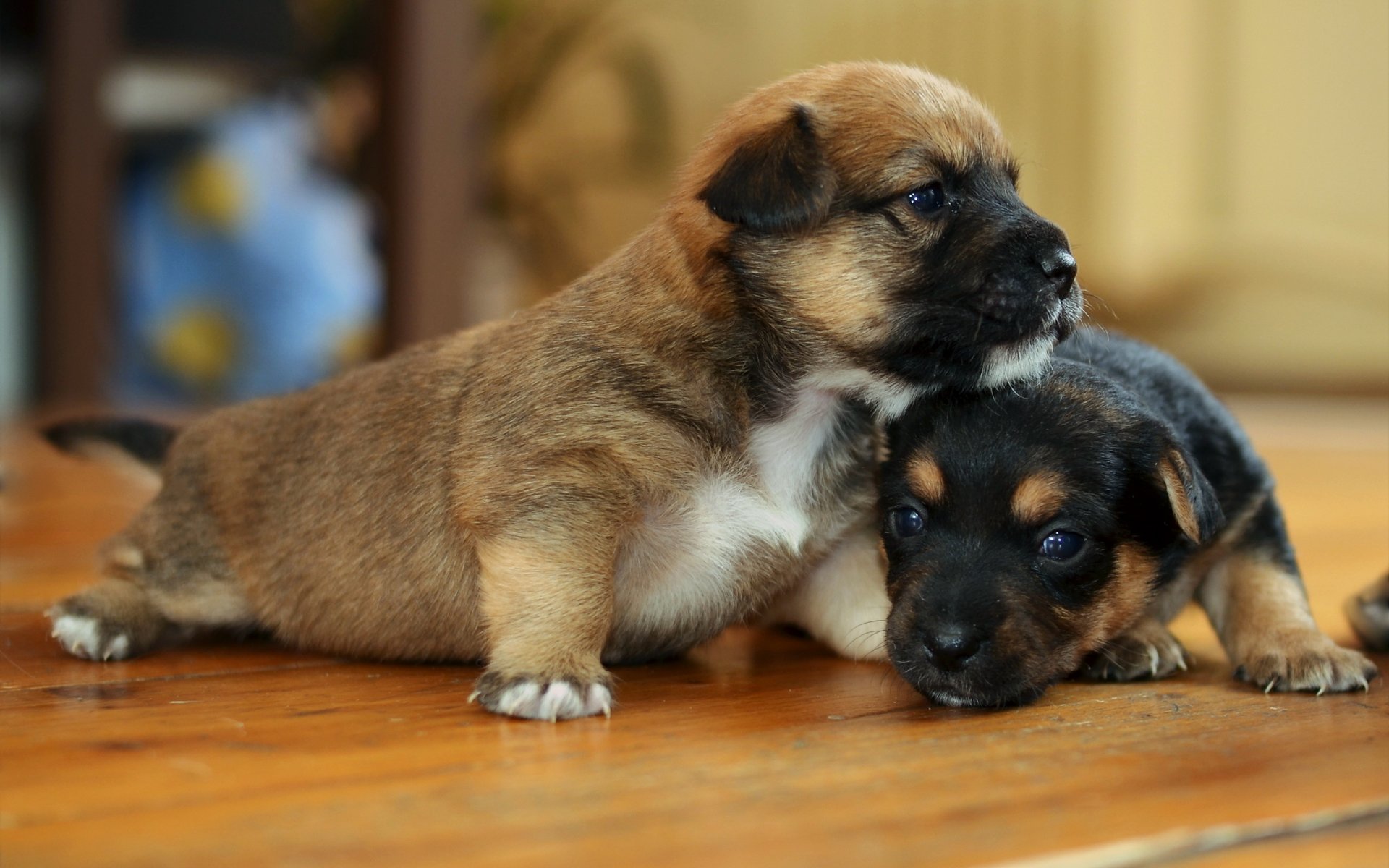 hunde welpen haus