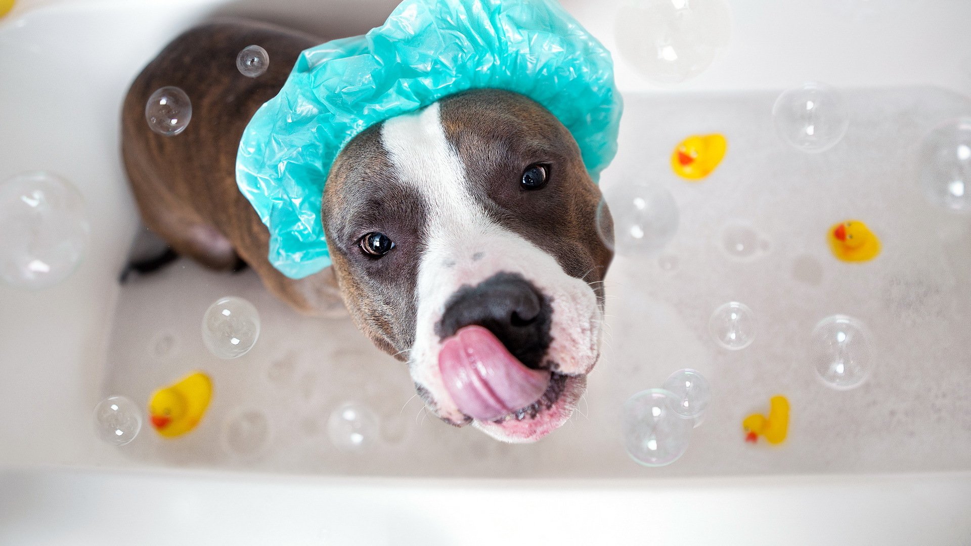 perro baño mirada