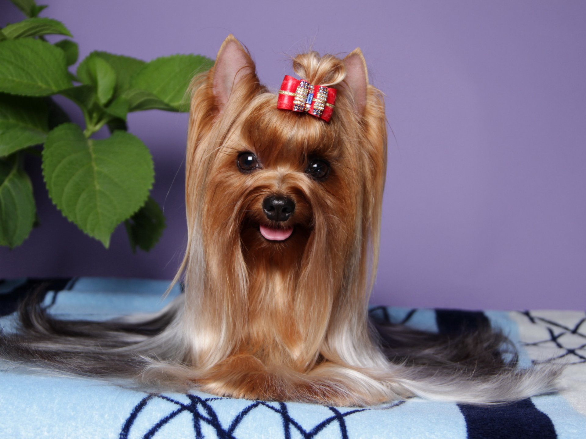 dog yorkshire terrier view animals photo