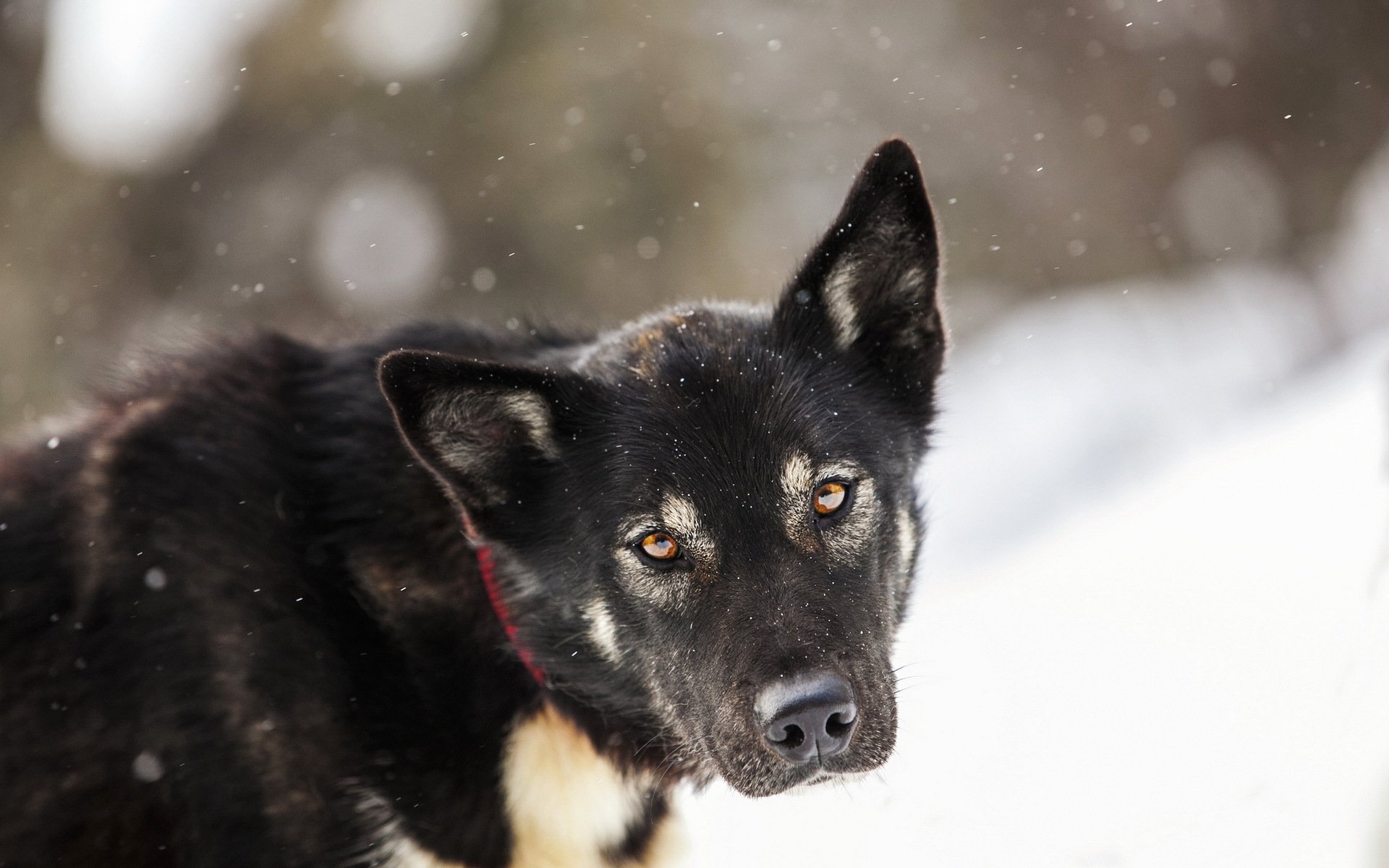 hund malamute blick