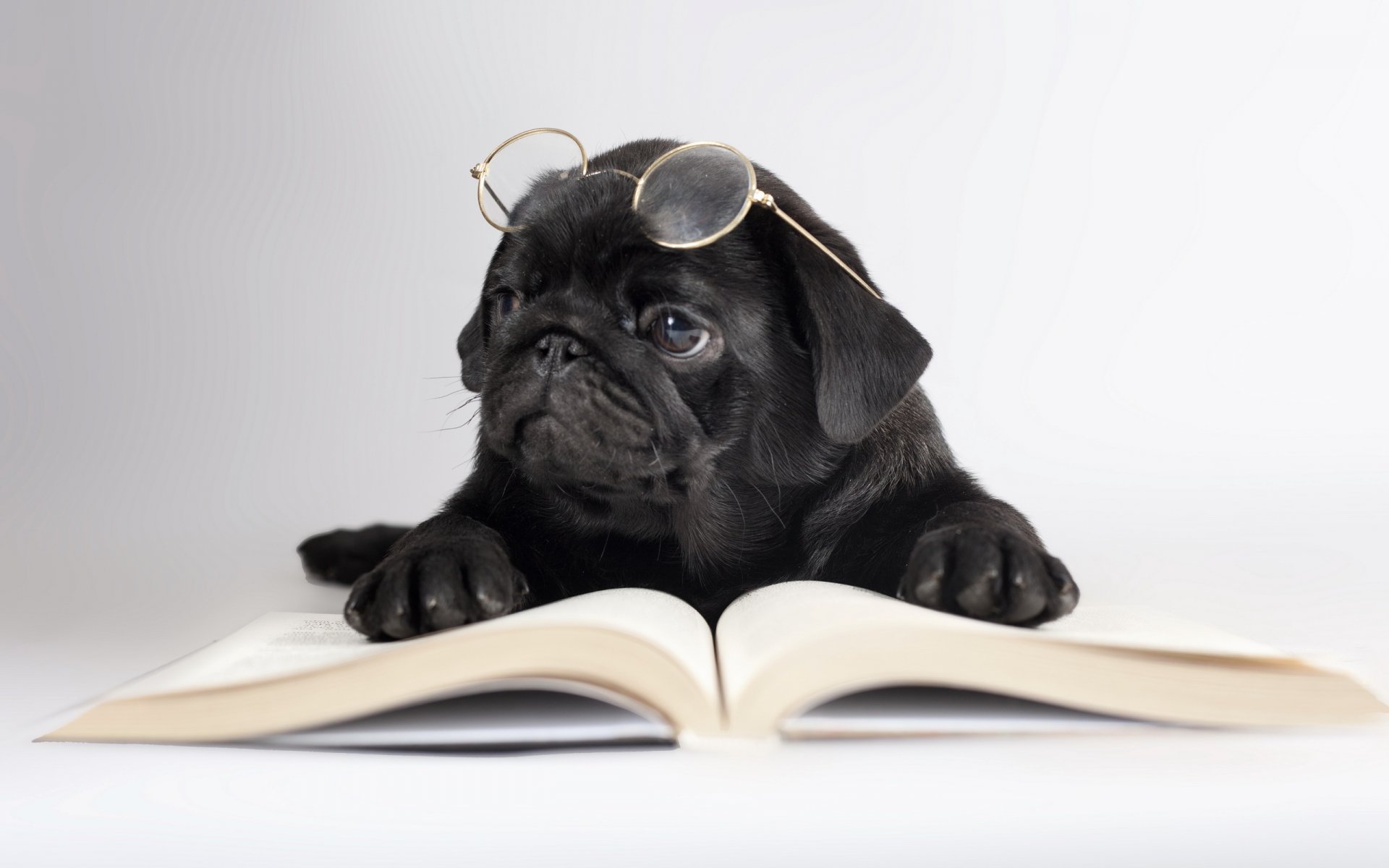 chien lunettes livre