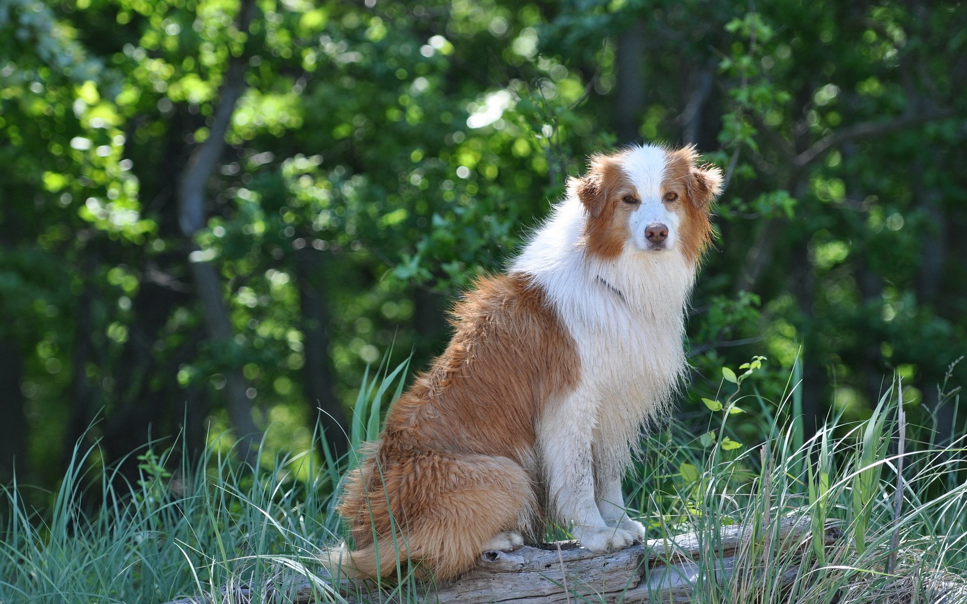 chien ami regard